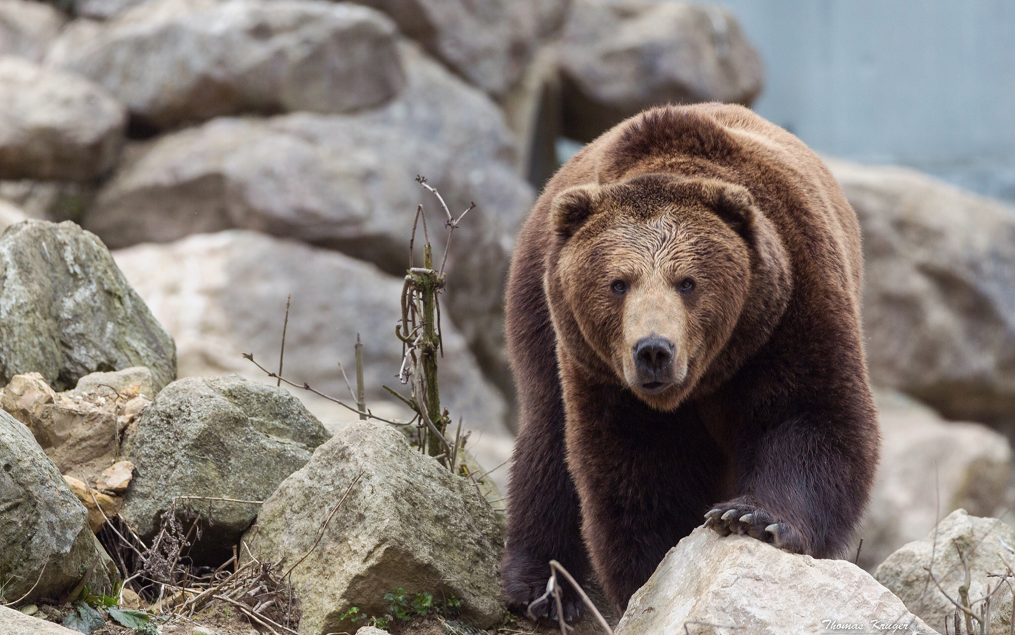 Free download wallpaper Bears, Bear, Stone, Animal on your PC desktop