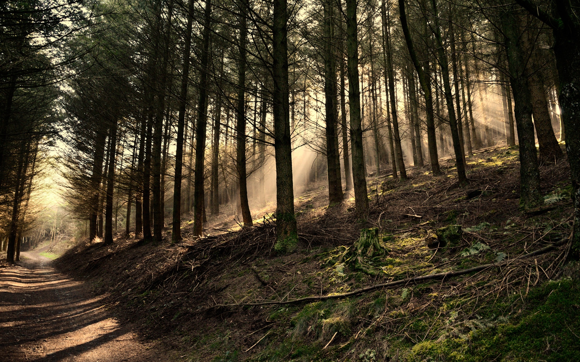 Descarga gratis la imagen Bosque, Tierra/naturaleza en el escritorio de tu PC