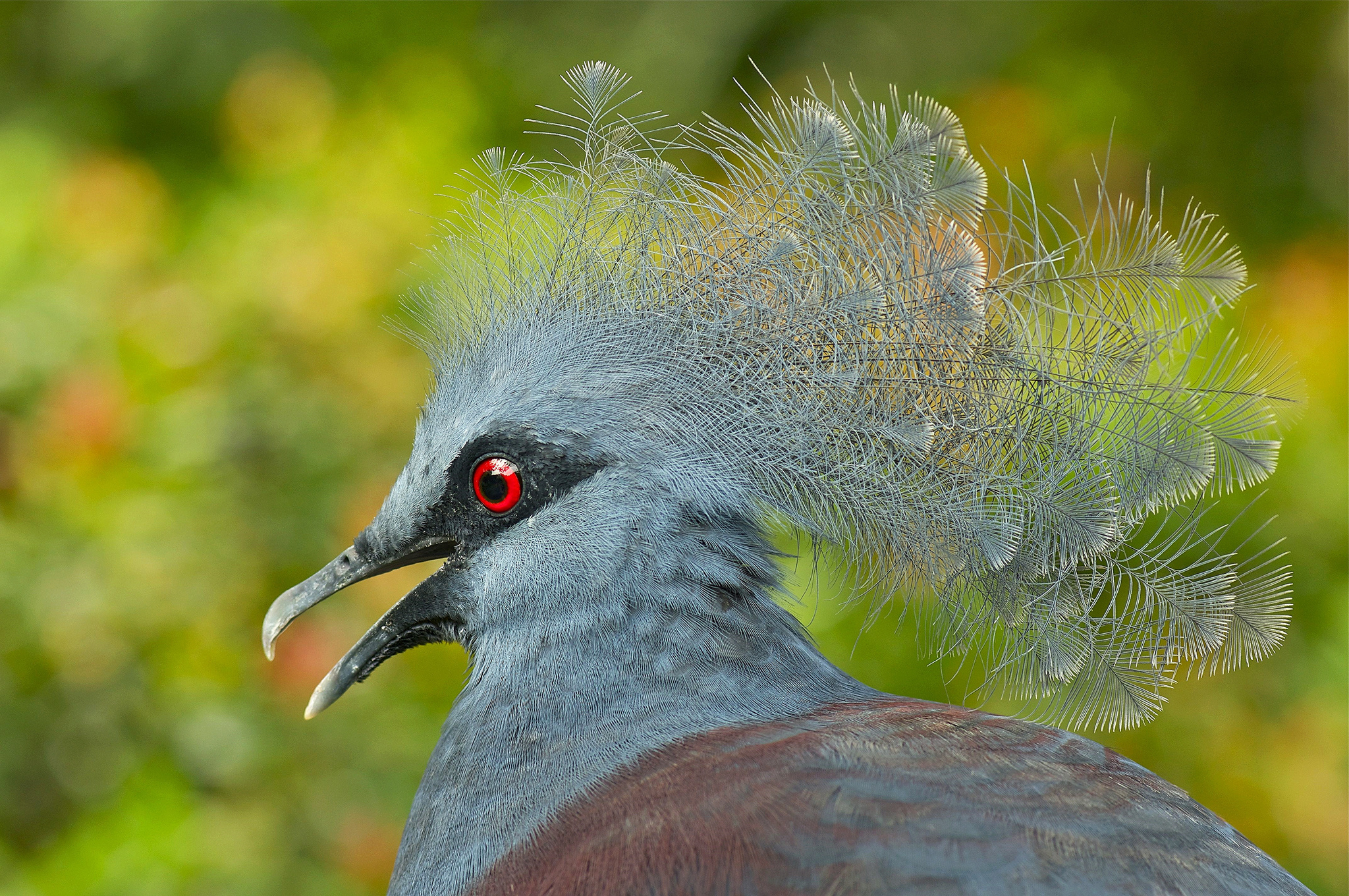 Download mobile wallpaper Western Crowned Pigeon, Pigeon, Birds, Animal for free.