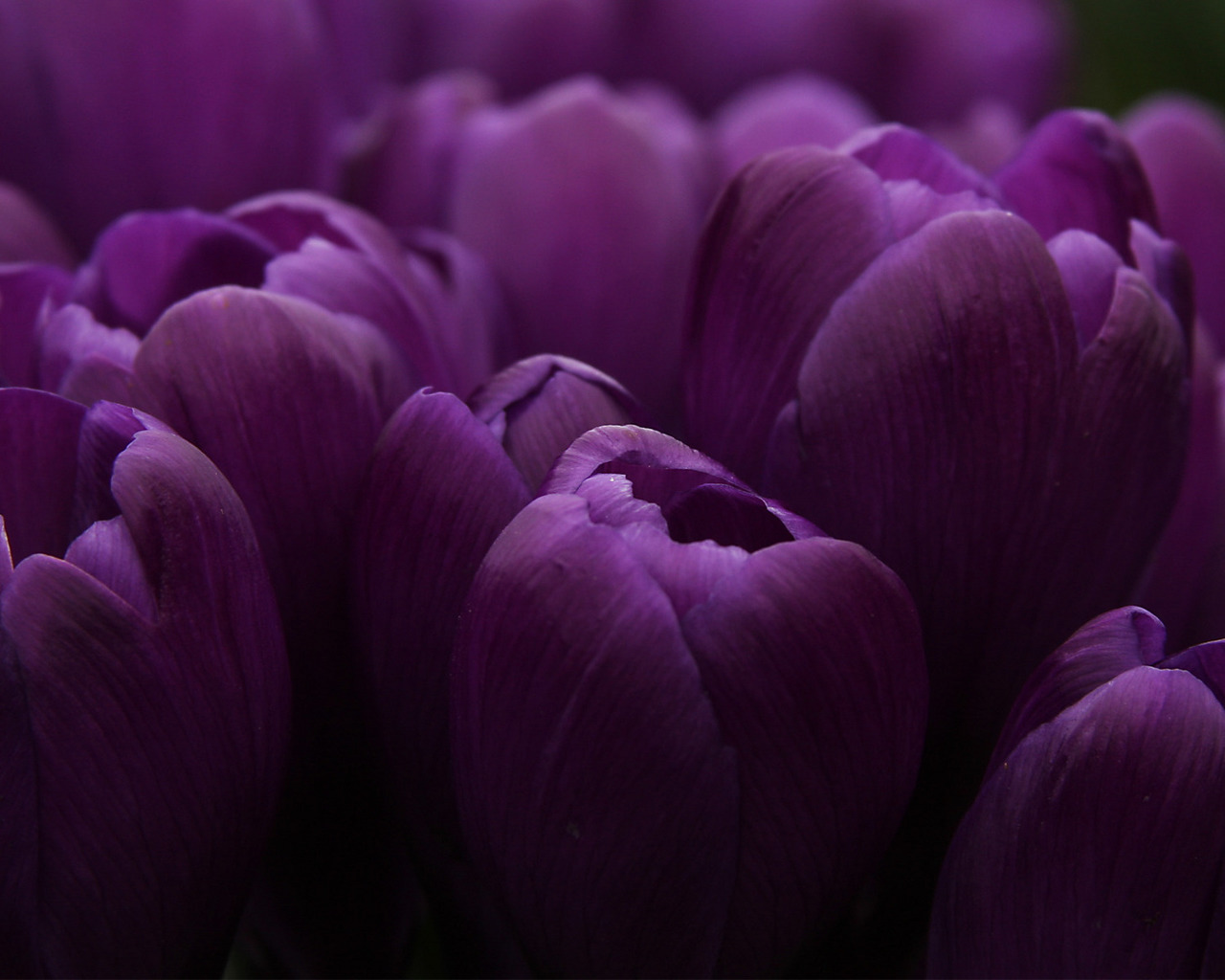 17953 descargar fondo de pantalla plantas, flores, tulipanes, violeta: protectores de pantalla e imágenes gratis