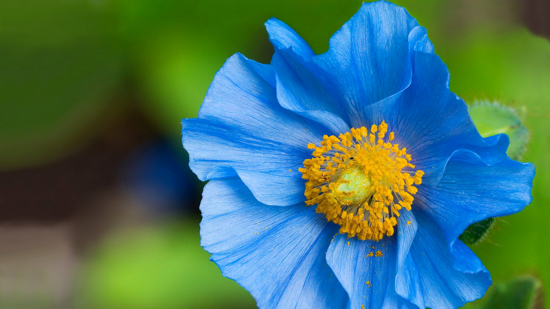 Laden Sie das Blumen, Blume, Erde/natur-Bild kostenlos auf Ihren PC-Desktop herunter