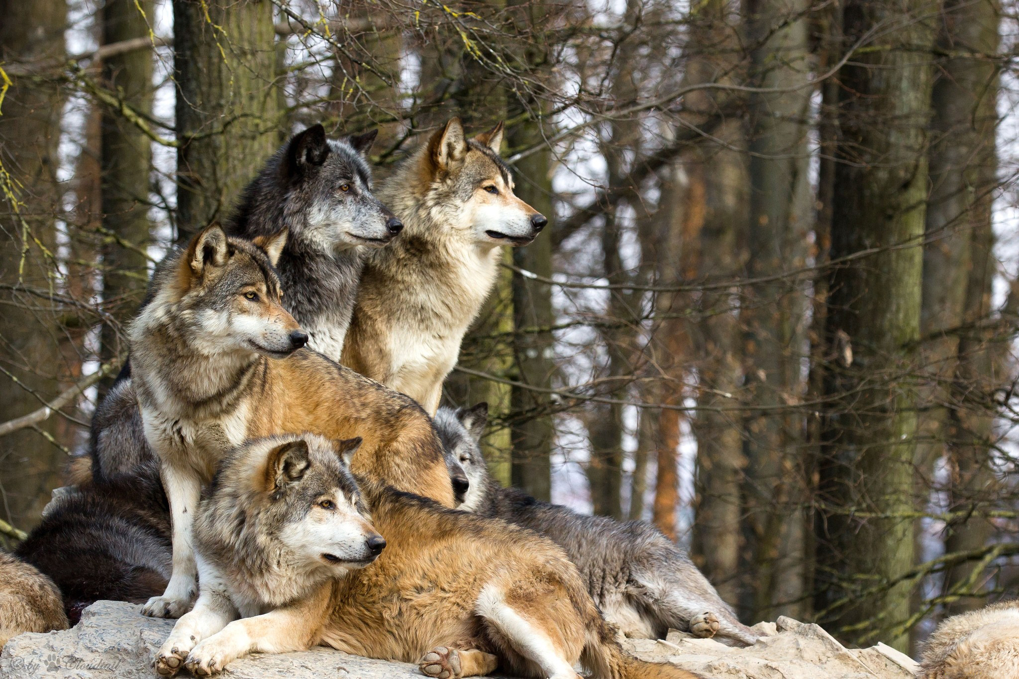 wolf, wolves, animal FHD, 4K, UHD