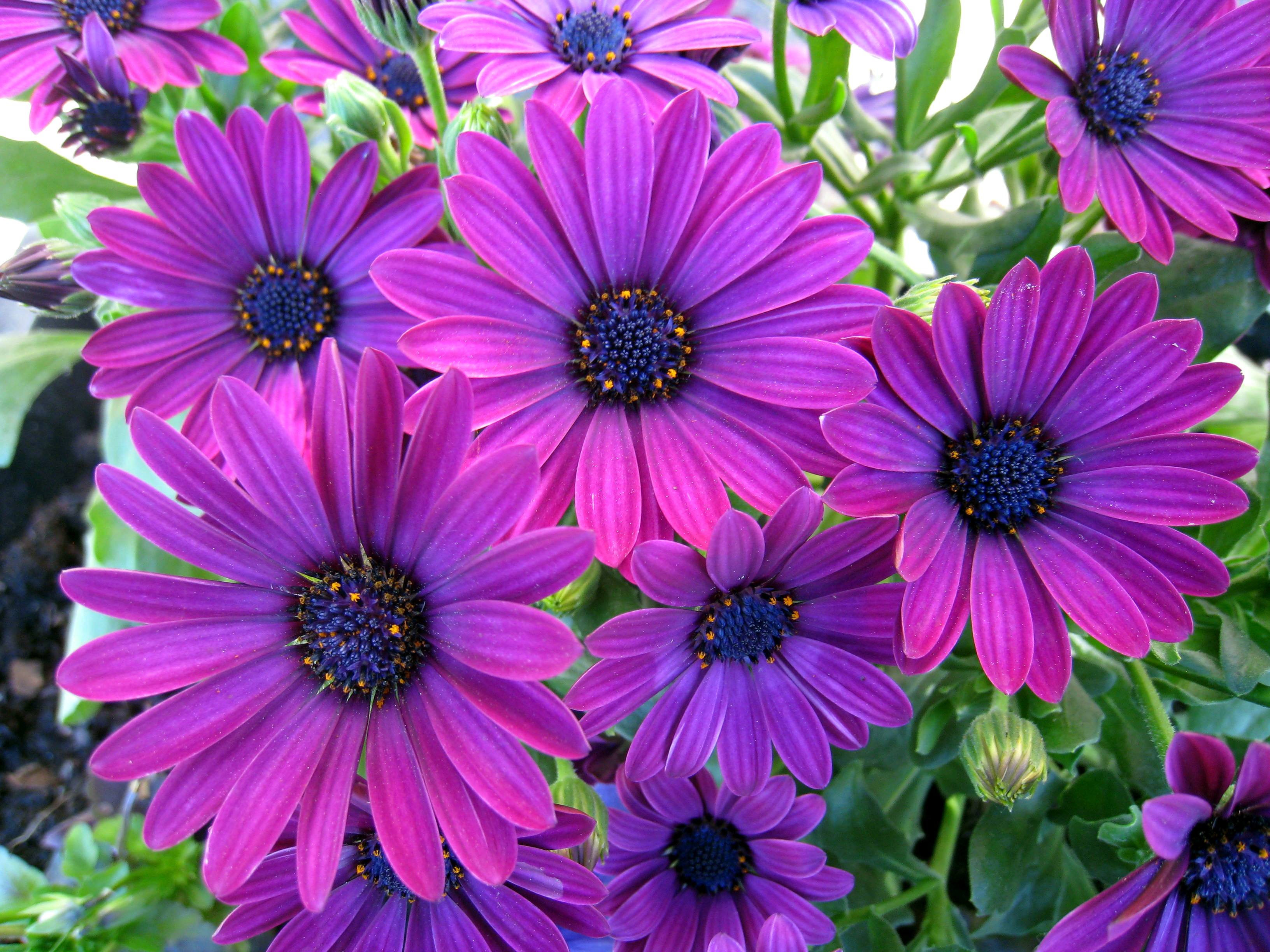 Free download wallpaper Flowers, Flower, Earth, Daisy, Purple Flower on your PC desktop