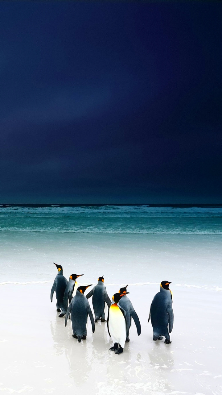 Download mobile wallpaper Birds, Beach, Horizon, Ocean, Animal, Penguin for free.