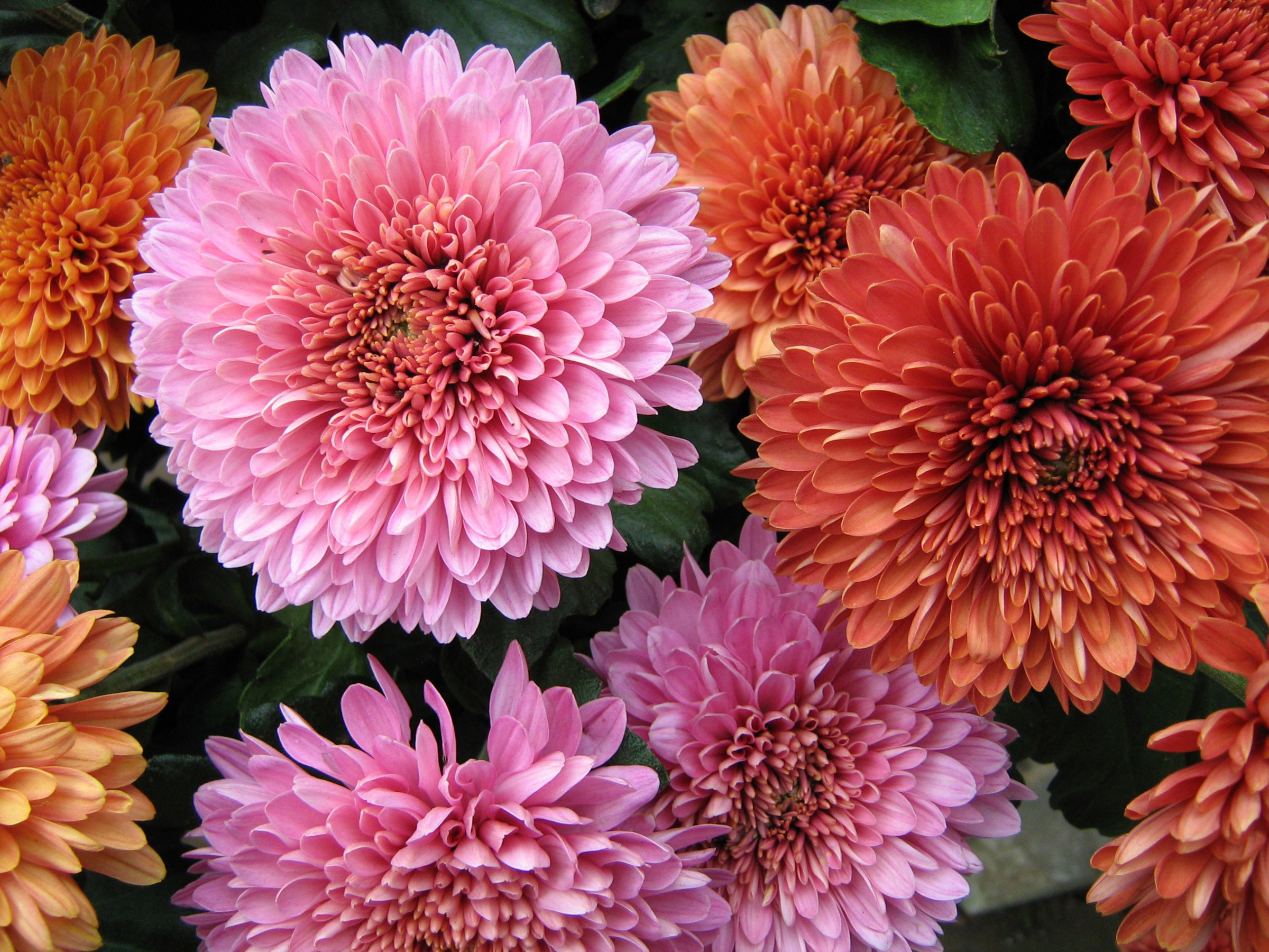 Handy-Wallpaper Blumen, Blume, Erde/natur, Pinke Blume, Orangene Blume, Chrysanthemen kostenlos herunterladen.