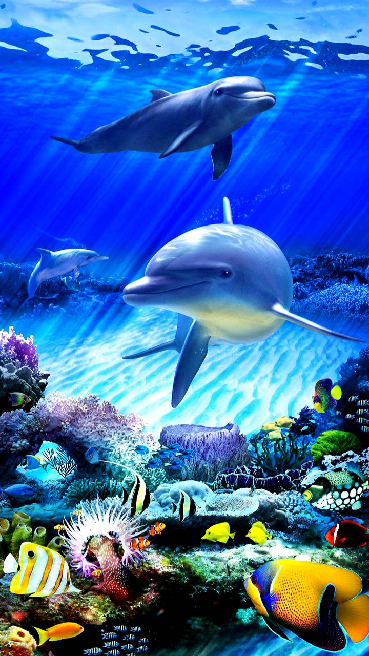Handy-Wallpaper Tiere, Bunt, Delfin, Unterwasser kostenlos herunterladen.