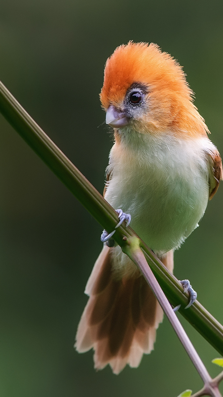 Parrotbill iPhone Background