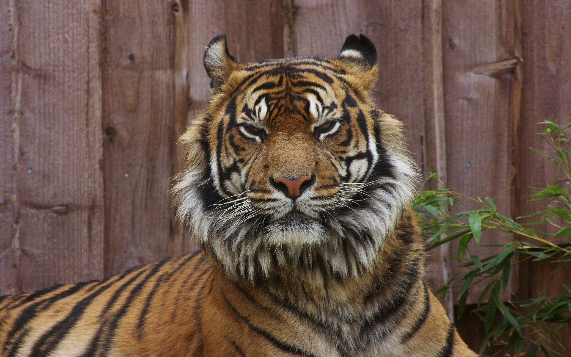 24736 télécharger le fond d'écran tigres, animaux - économiseurs d'écran et images gratuitement