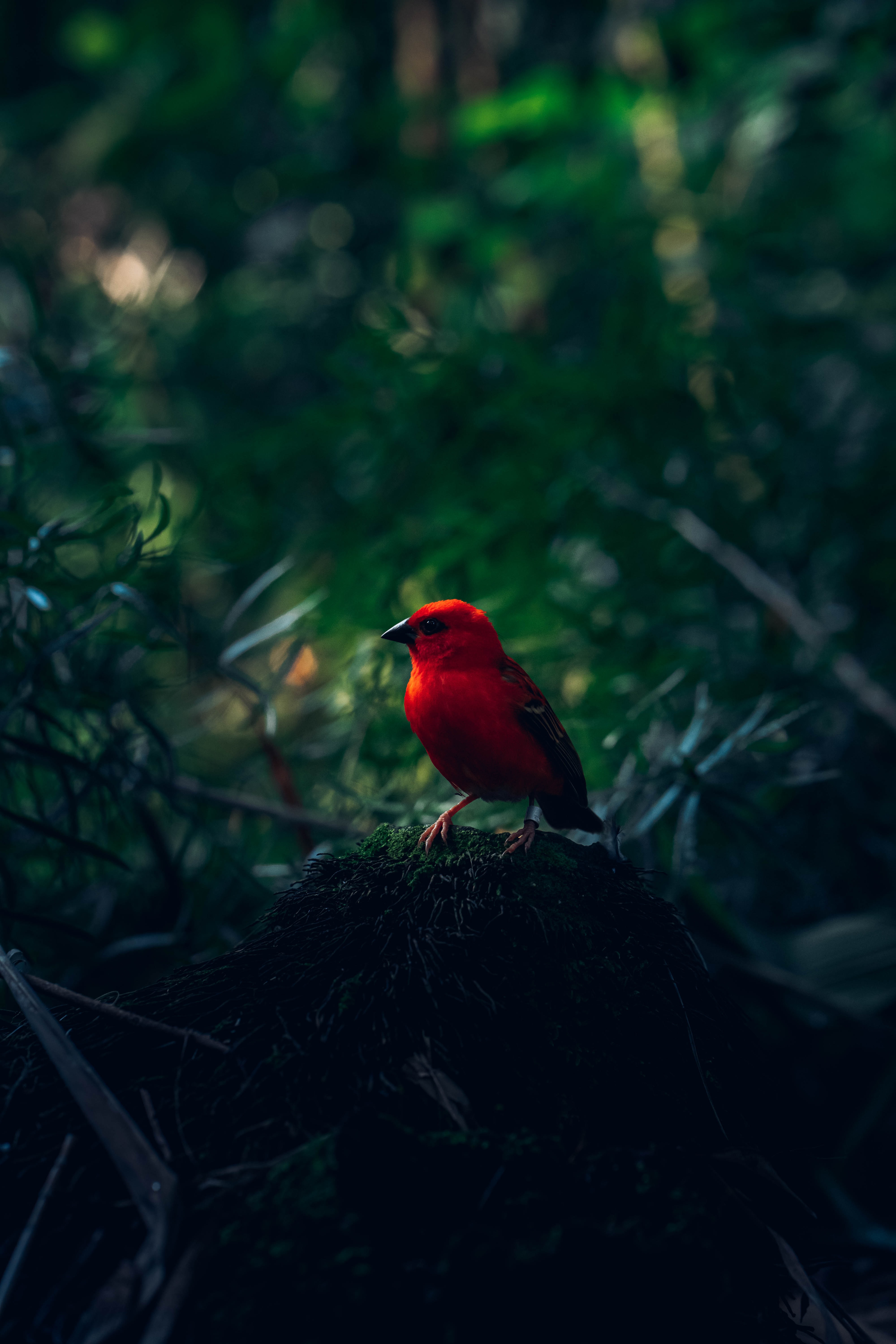 bright, bird, red bird, animals, branches HD wallpaper