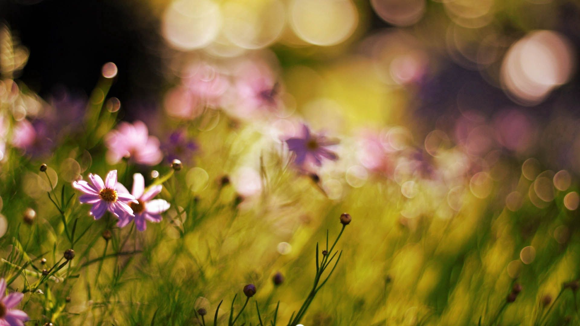 Laden Sie das Makro, Sonnenlicht, Blumen, Grass, Feld-Bild kostenlos auf Ihren PC-Desktop herunter