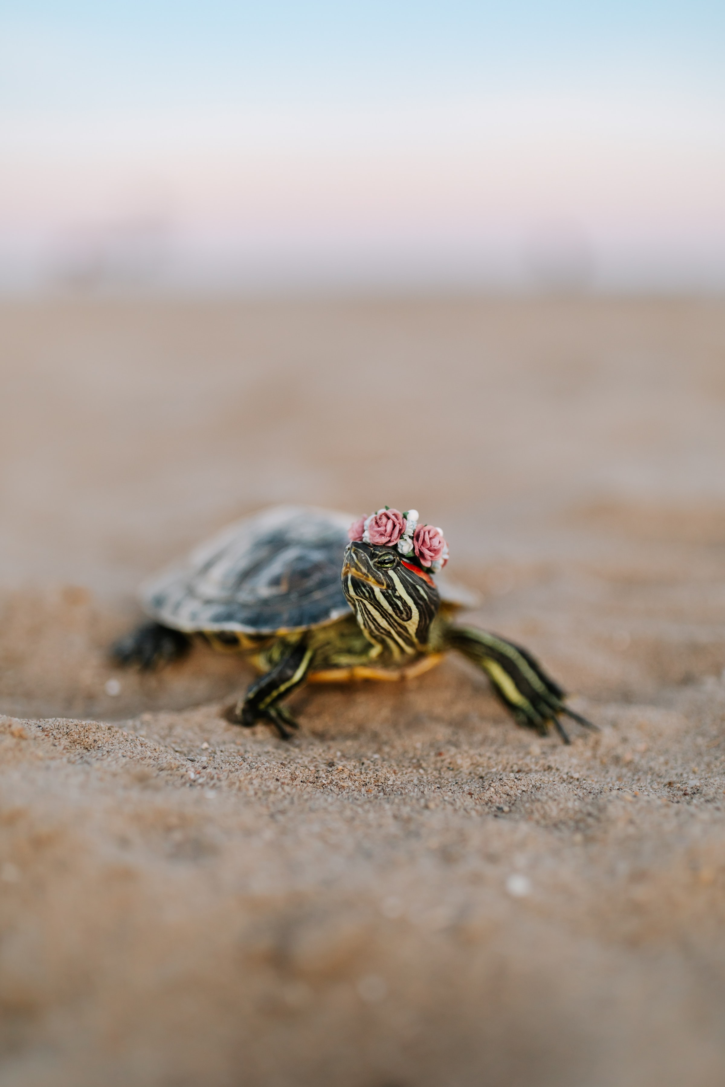 turtle, animals, sand, animal, carapace, shell