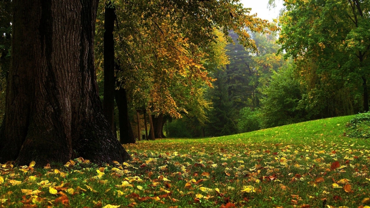 Скачать картинку Деревья, Пейзаж, Осень в телефон бесплатно.