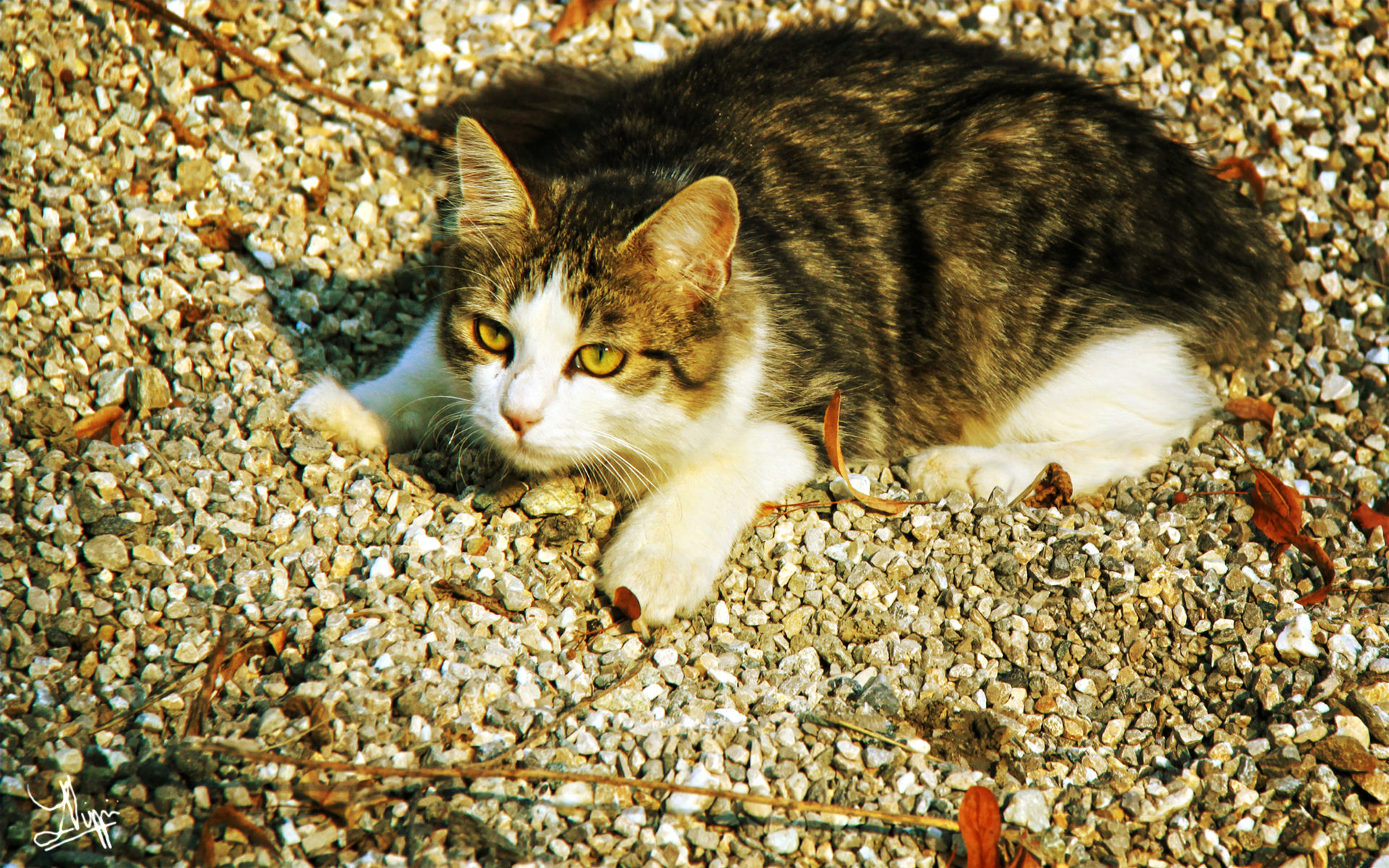 Descarga gratuita de fondo de pantalla para móvil de Gato, Gatos, Animales.