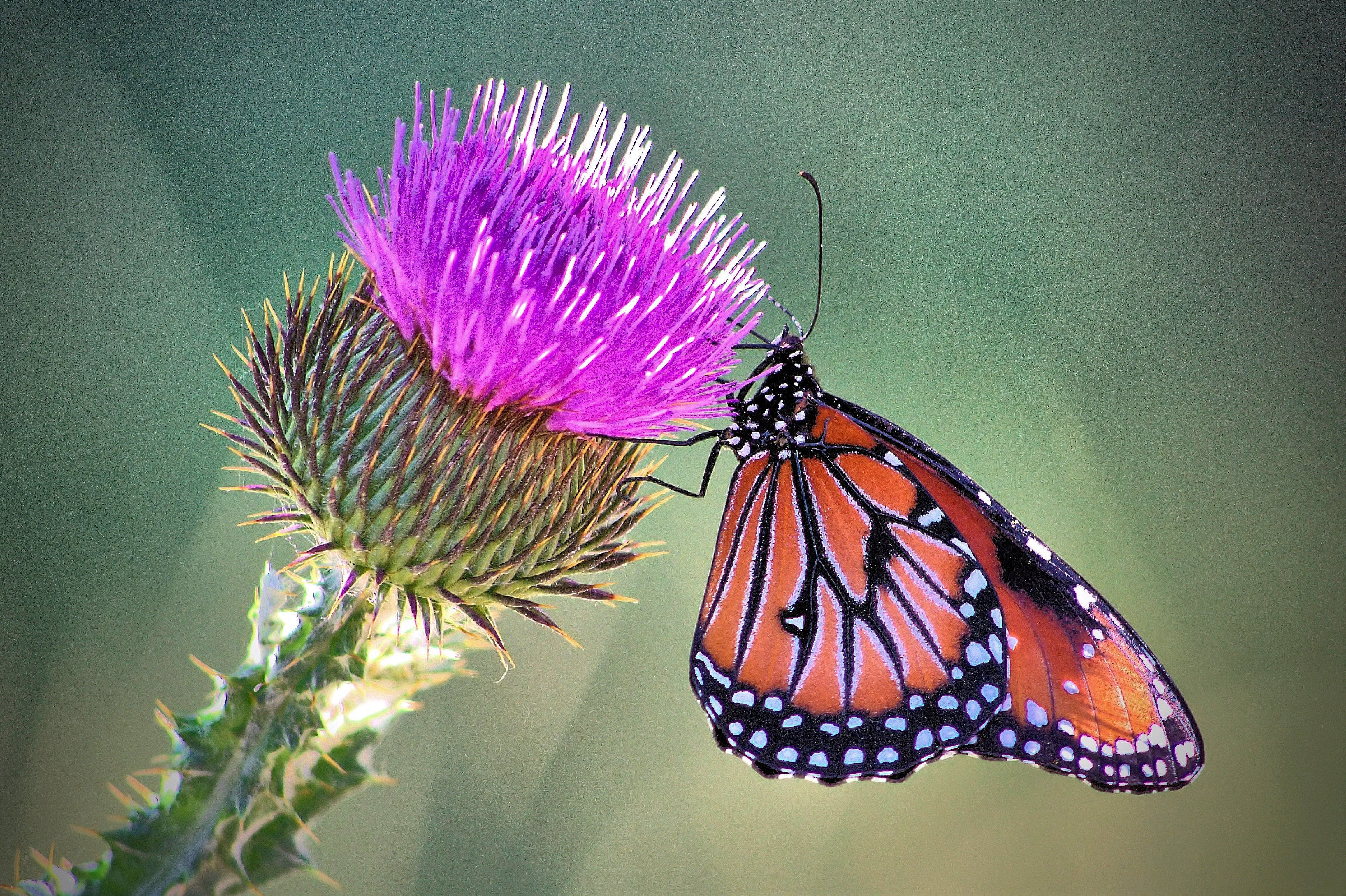 Download mobile wallpaper Flower, Macro, Insect, Butterfly, Animal, Purple Flower for free.