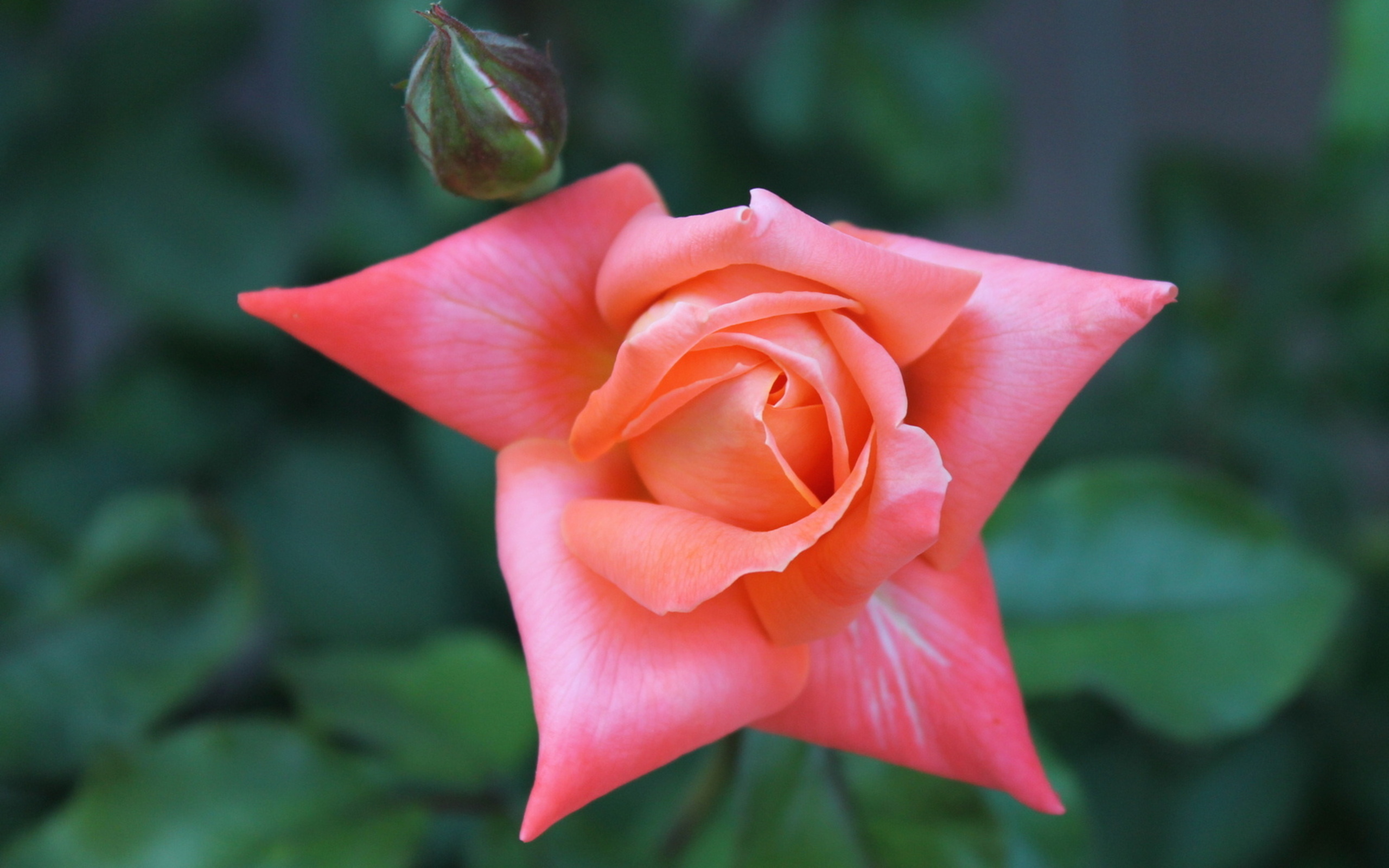 Téléchargez gratuitement l'image Fleurs, Rose, Terre/nature sur le bureau de votre PC