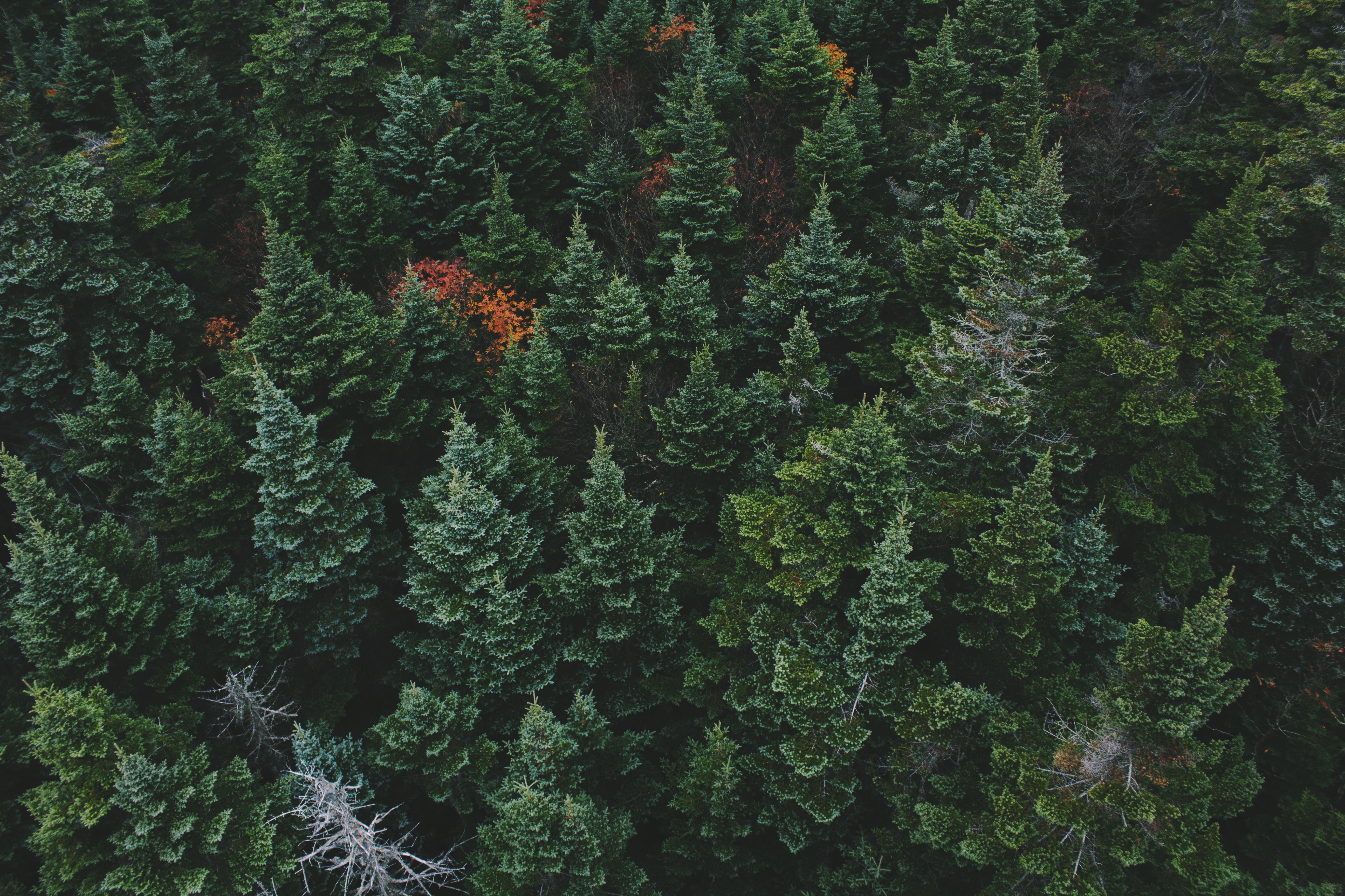 Download mobile wallpaper View From Above, Forest, Nature, Trees for free.