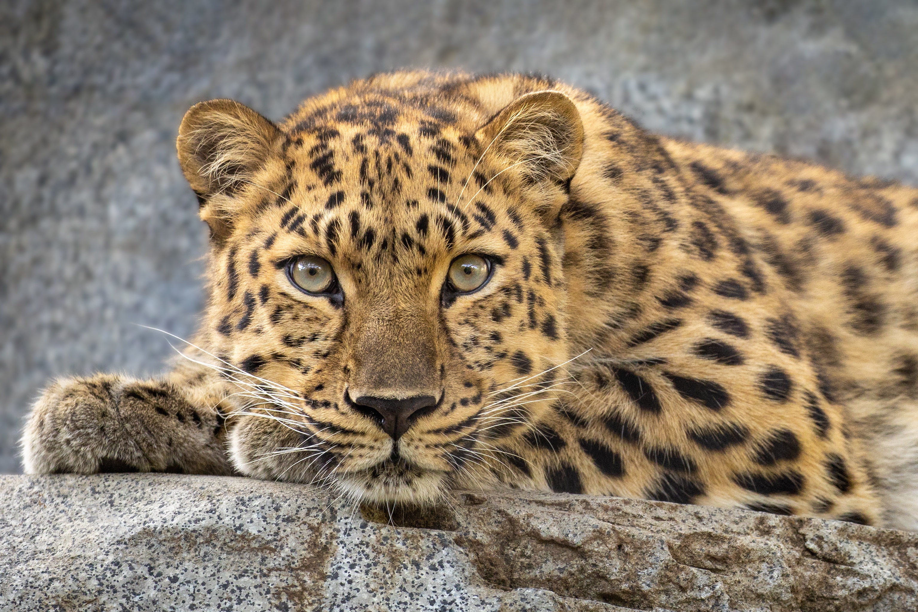 Скачать обои бесплатно Животные, Леопард, Кошки картинка на рабочий стол ПК