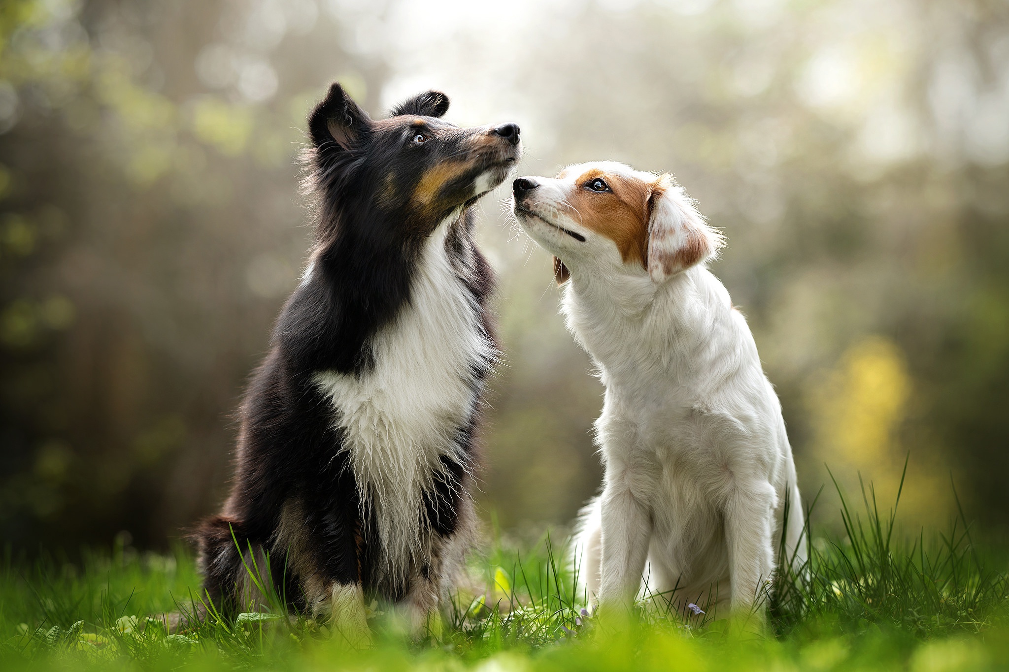 PCデスクトップに動物, 犬, 被写界深度, オーストラリアン シェパード画像を無料でダウンロード