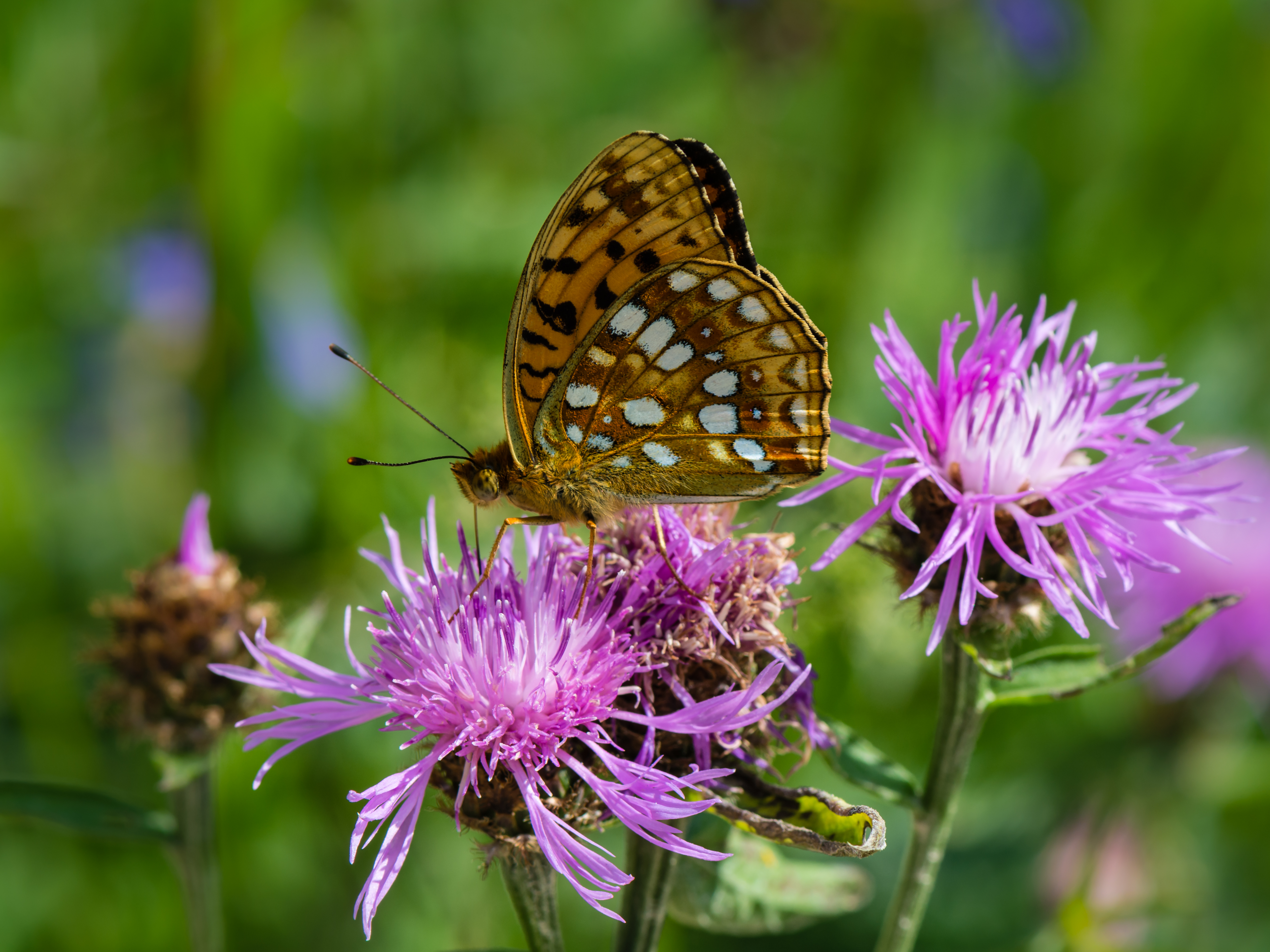 Melhores papéis de parede de Knapweed Marrom para tela do telefone