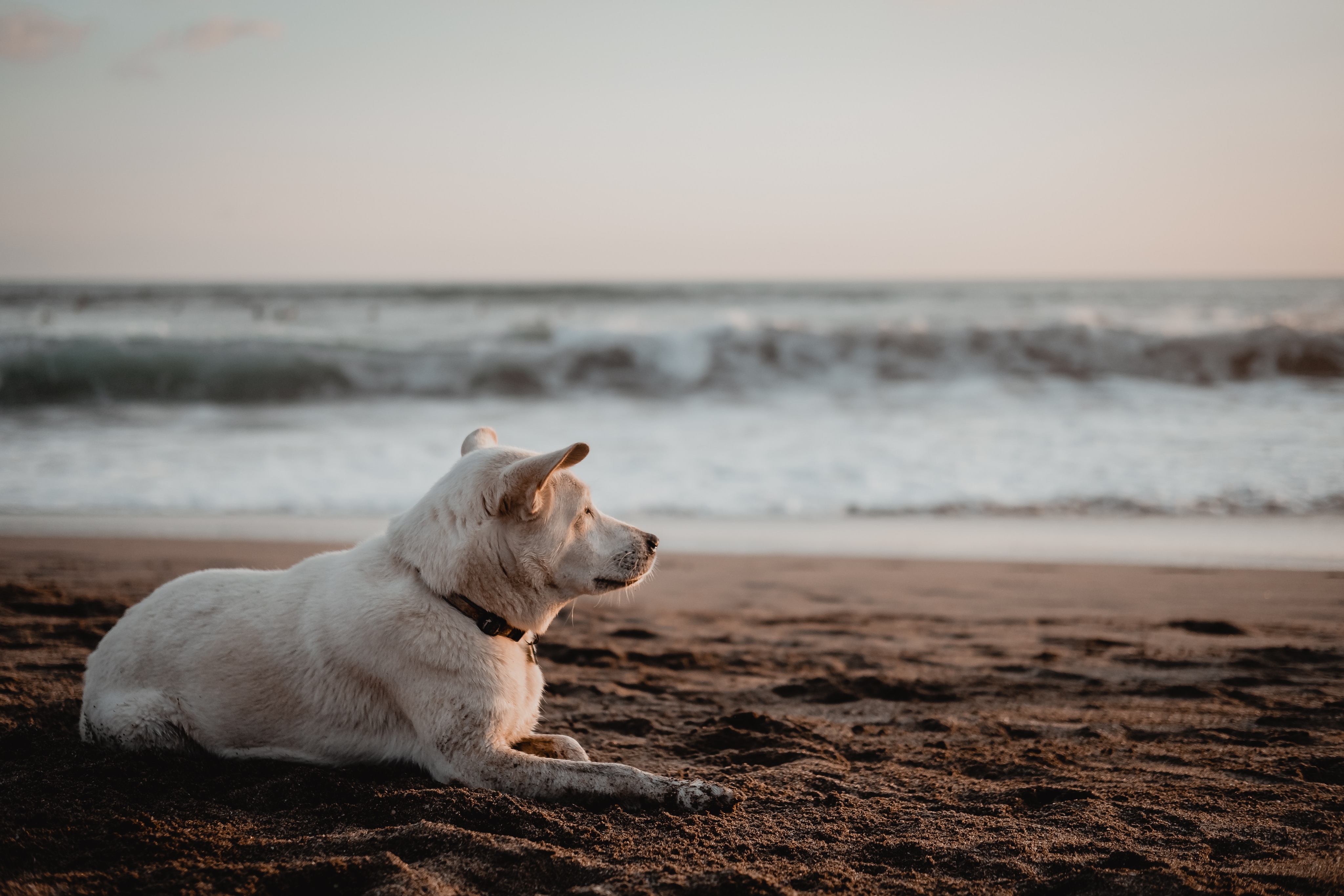 Download mobile wallpaper Dog, Animals, Sand, Sea, Beach for free.