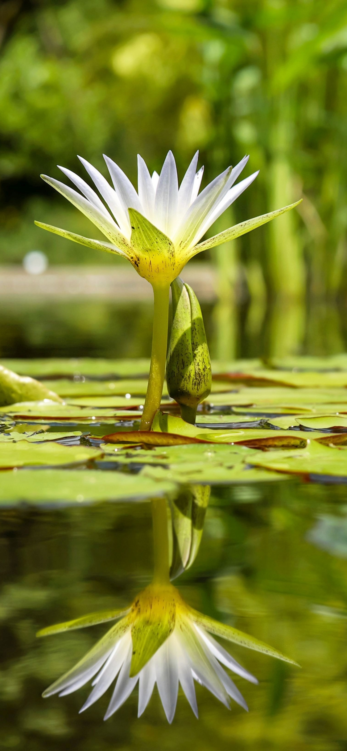 Download mobile wallpaper Nature, Flowers, Reflection, Flower, Earth, Water Lily, White Flower, Lily Pad for free.