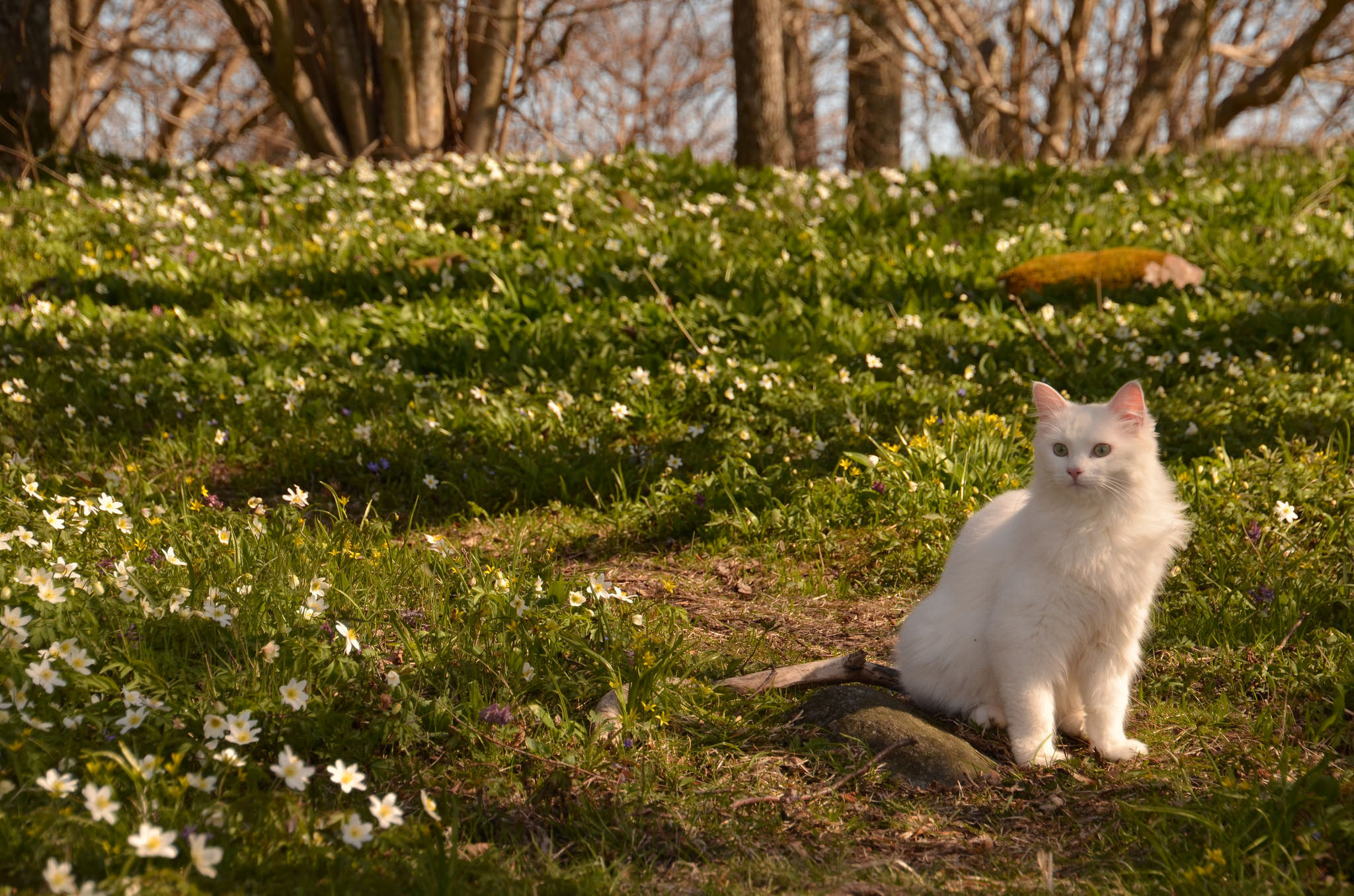 Laden Sie das Tiere, Katzen, Katze, Sonnig, Gras, Weiße Blume-Bild kostenlos auf Ihren PC-Desktop herunter