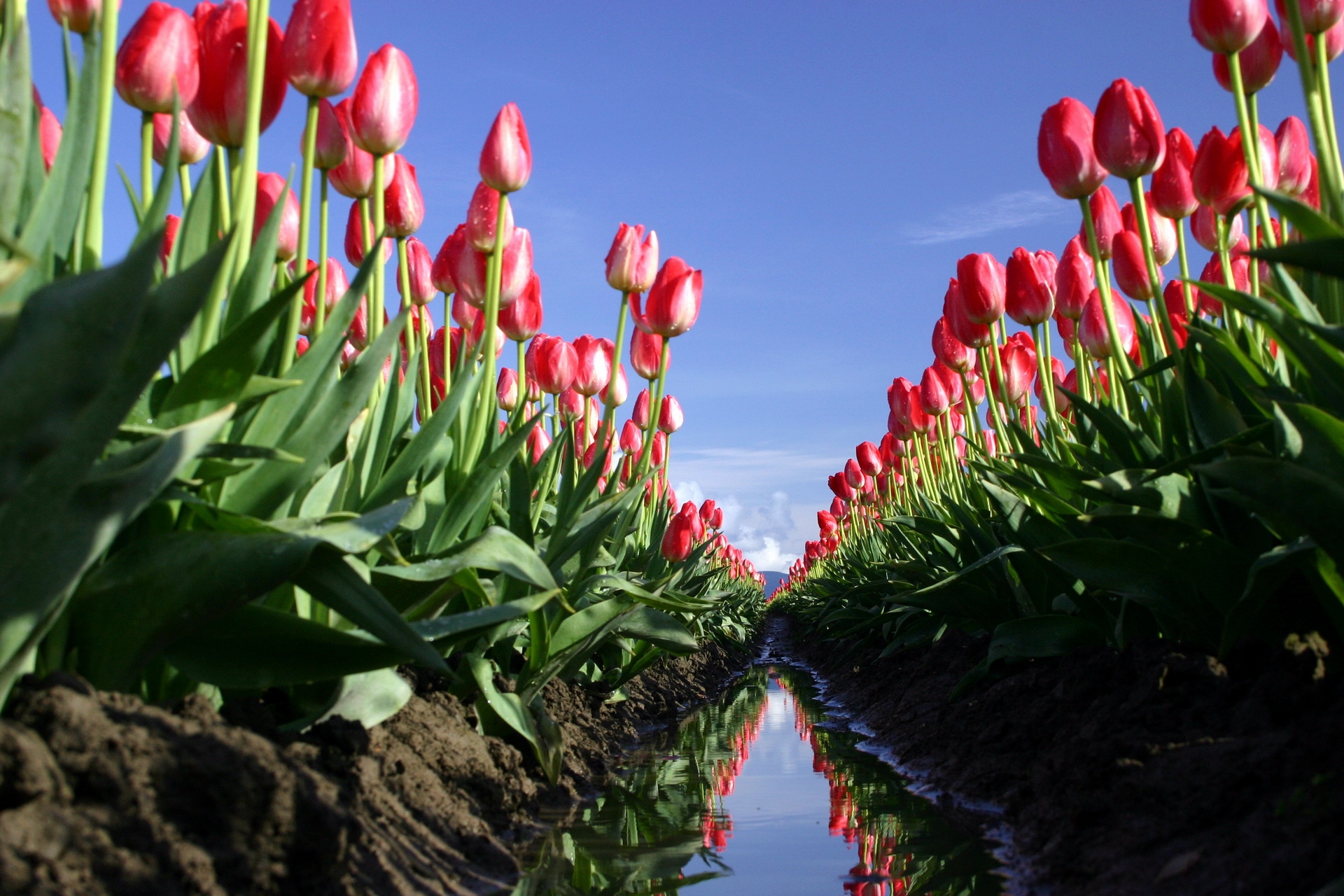 134711 descargar fondo de pantalla tulipanes, flores, agua, cielo, reflexión, campo, zanja, trinchera: protectores de pantalla e imágenes gratis