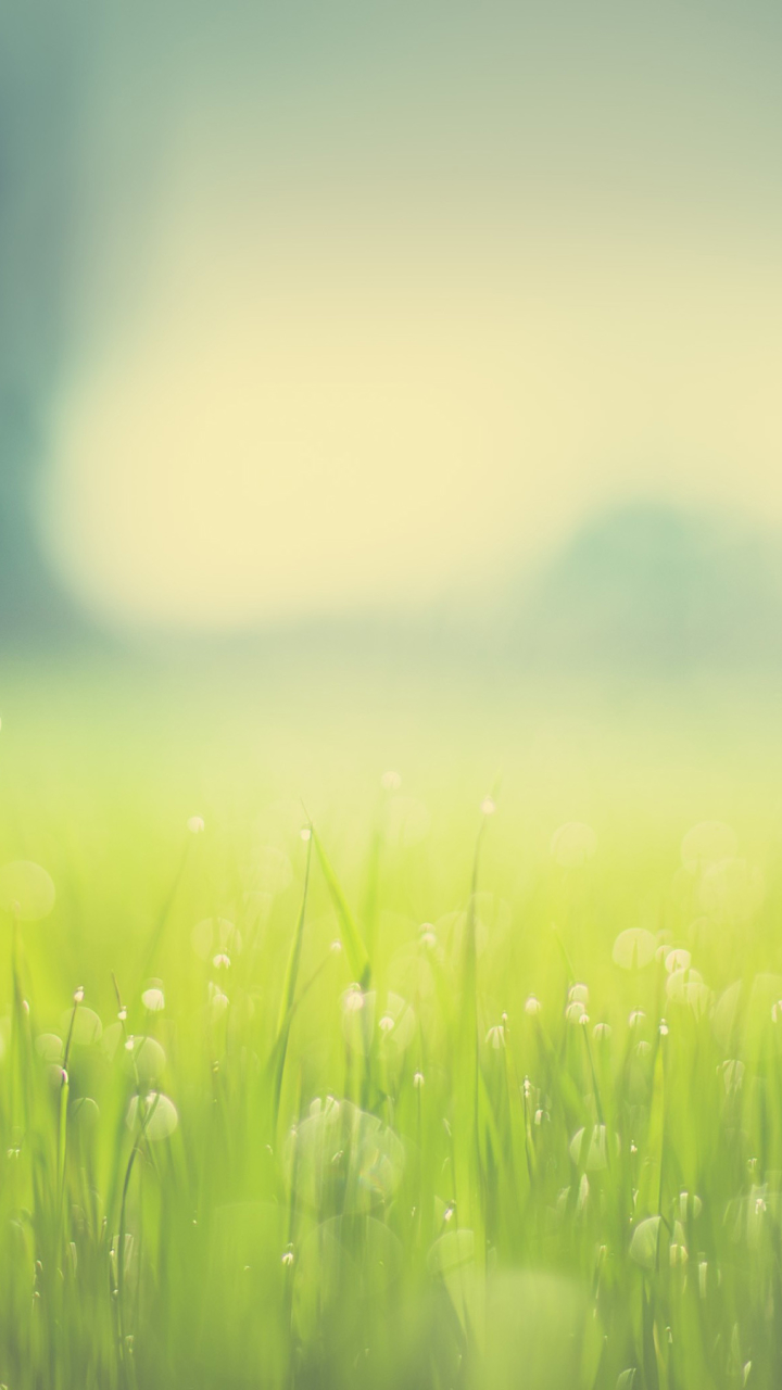 Desktop Backgrounds Grass 