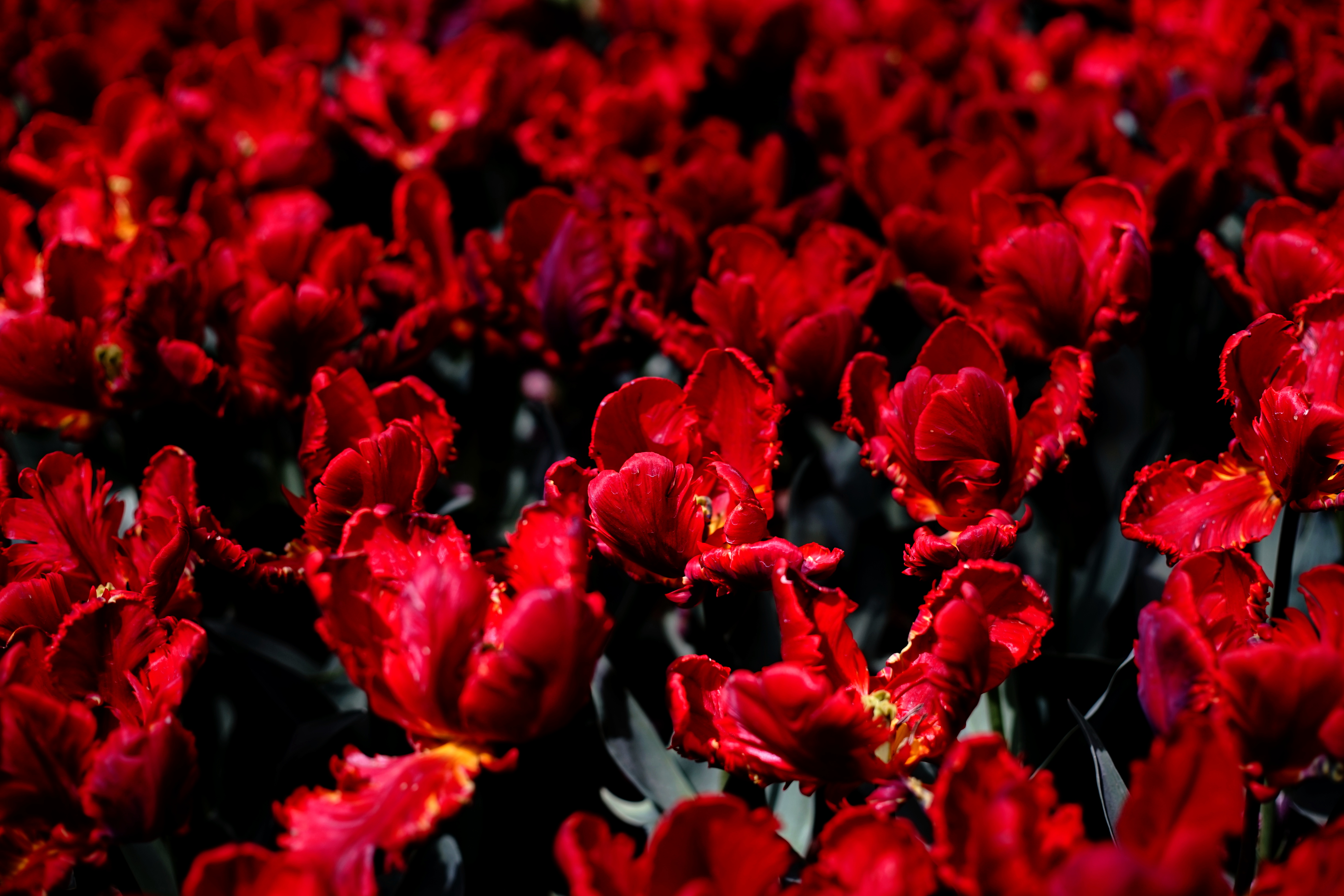 Free download wallpaper Flowers, Bright, Field, Tulips on your PC desktop