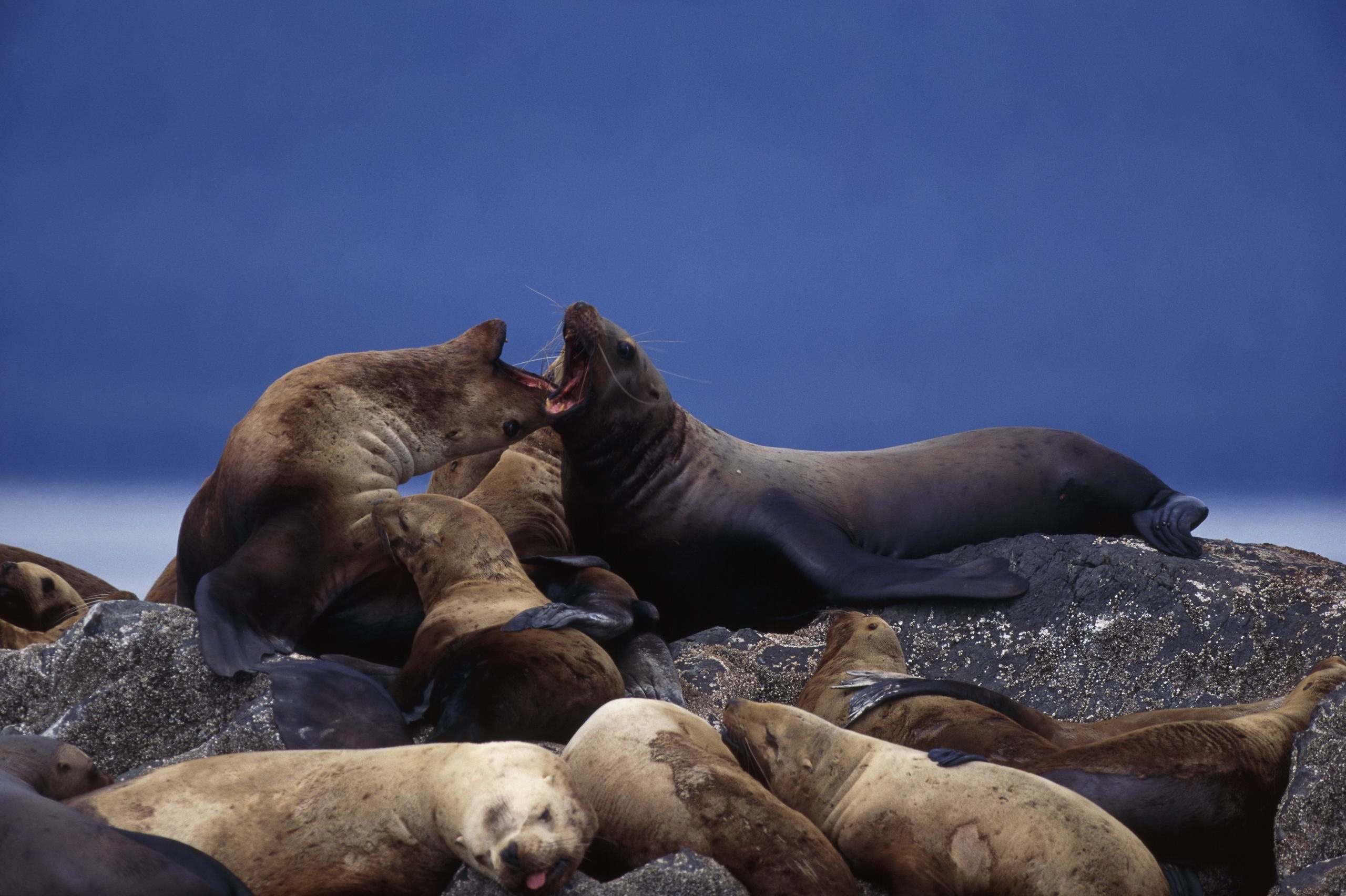 Laden Sie das Tiere, Dichtungen, Seehund-Bild kostenlos auf Ihren PC-Desktop herunter