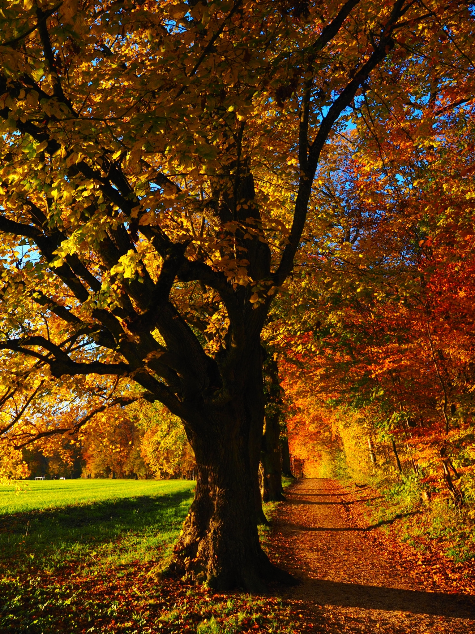 Handy-Wallpaper Natur, Herbst, Baum, Pfad, Erde/natur kostenlos herunterladen.