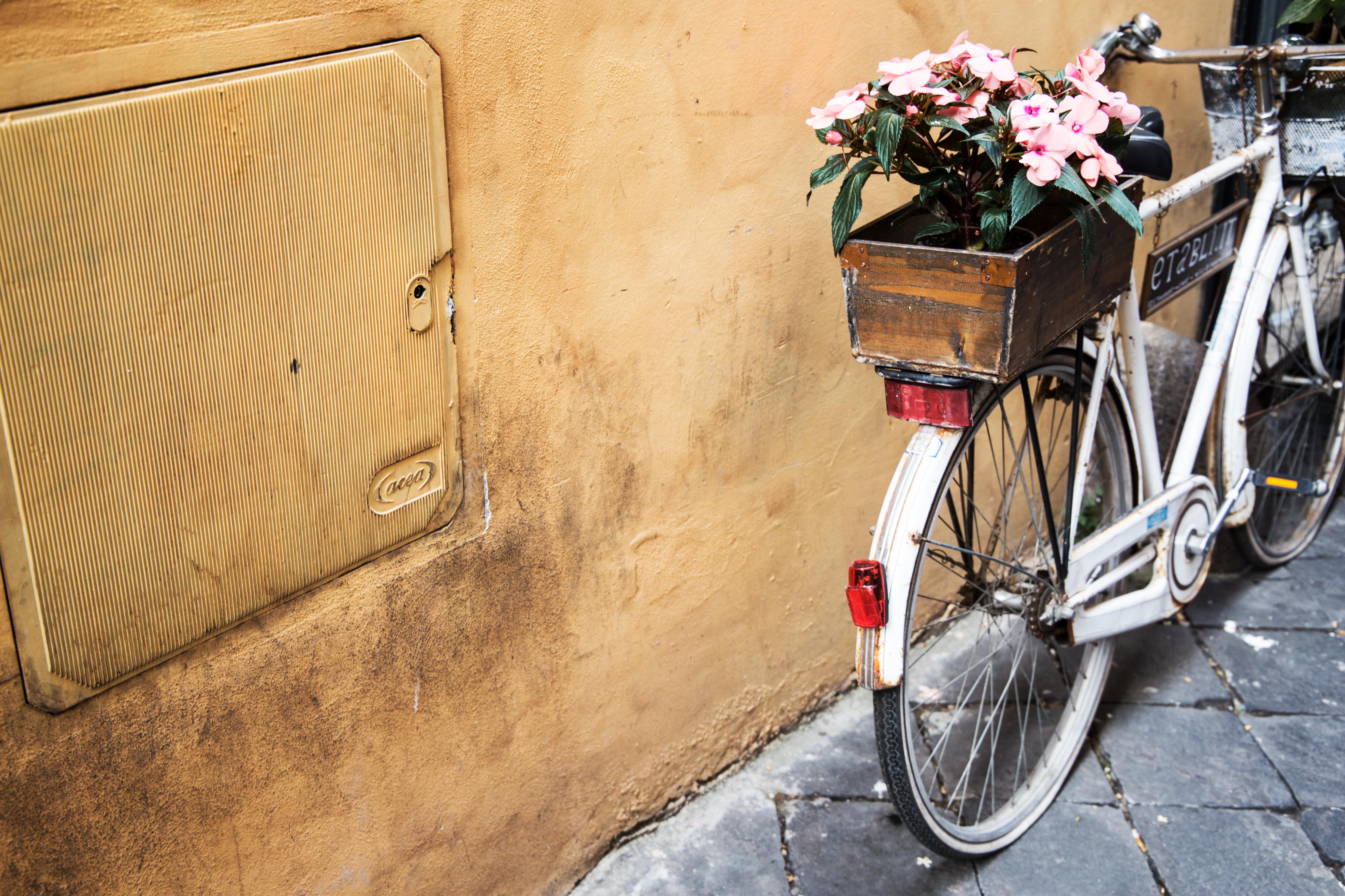 Handy-Wallpaper Fahrrad, Korb, Blumen kostenlos herunterladen.