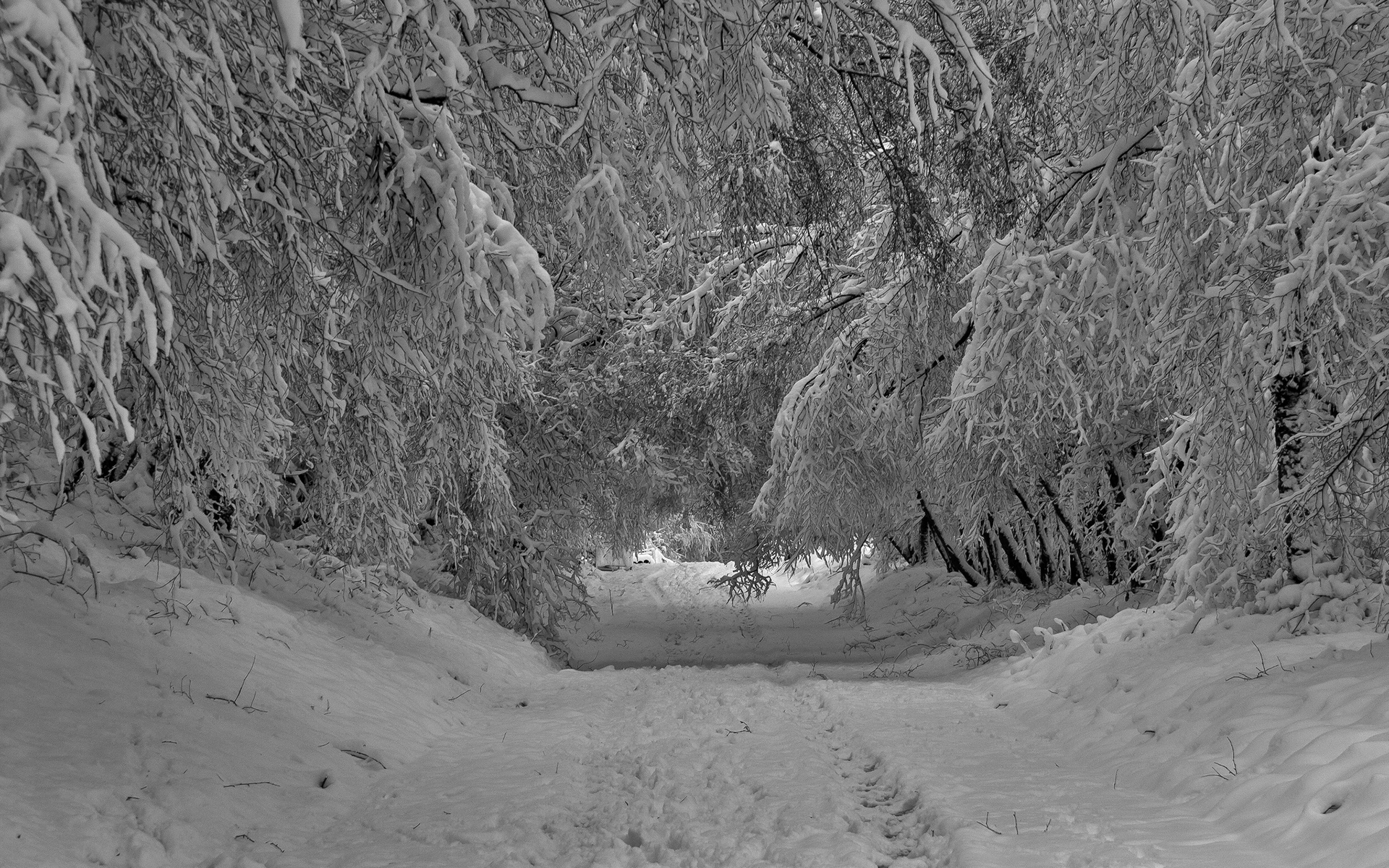 Download mobile wallpaper Winter, Snow, Road, Tree, Branch, Earth for free.