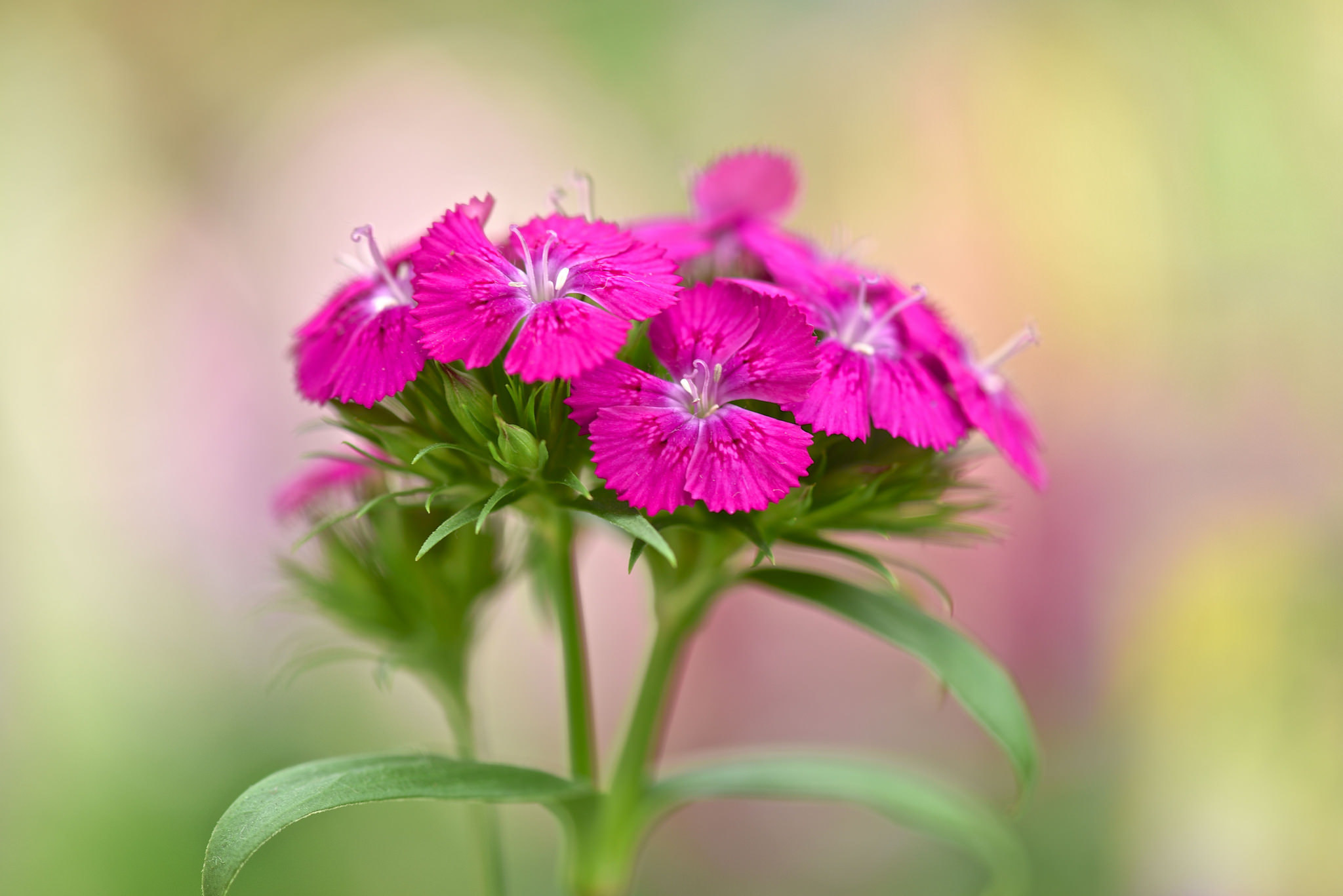 Free download wallpaper Nature, Flowers, Flower, Blur, Close Up, Earth, Pink Flower on your PC desktop