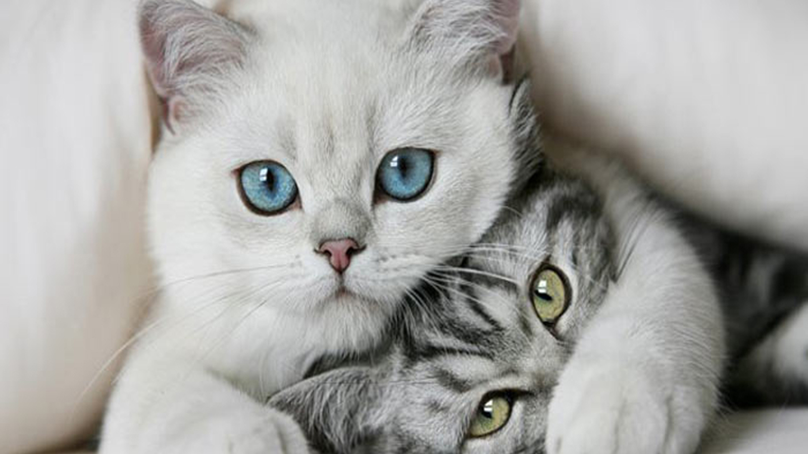 Laden Sie das Humor, Tiere, Katzen, Katze-Bild kostenlos auf Ihren PC-Desktop herunter