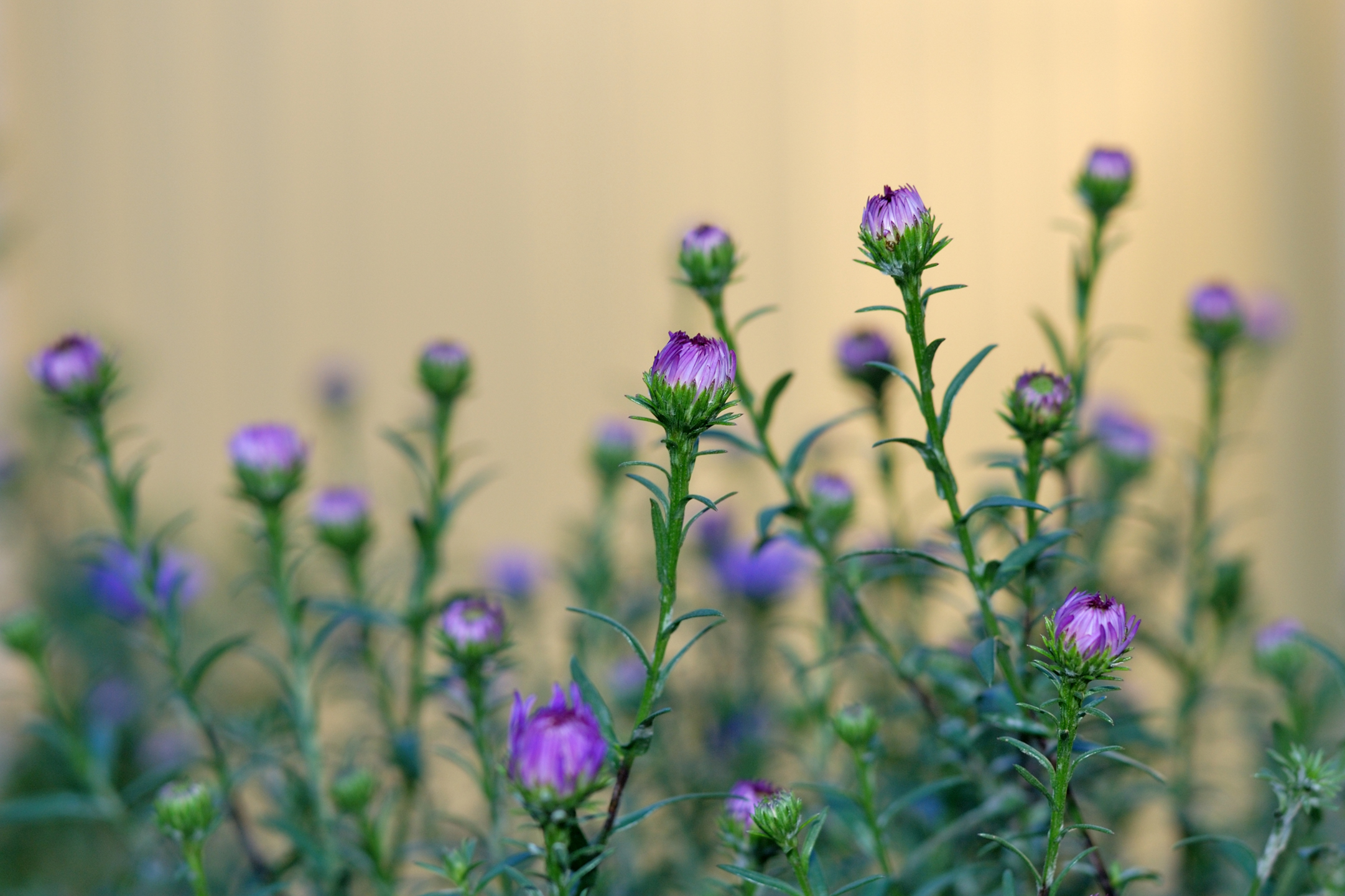 Descarga gratuita de fondo de pantalla para móvil de Flores, Flor, Tierra/naturaleza.