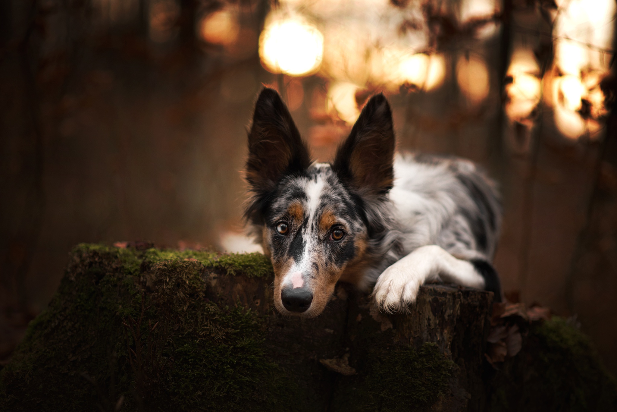 Laden Sie das Tiere, Hunde, Hund, Border Collie-Bild kostenlos auf Ihren PC-Desktop herunter