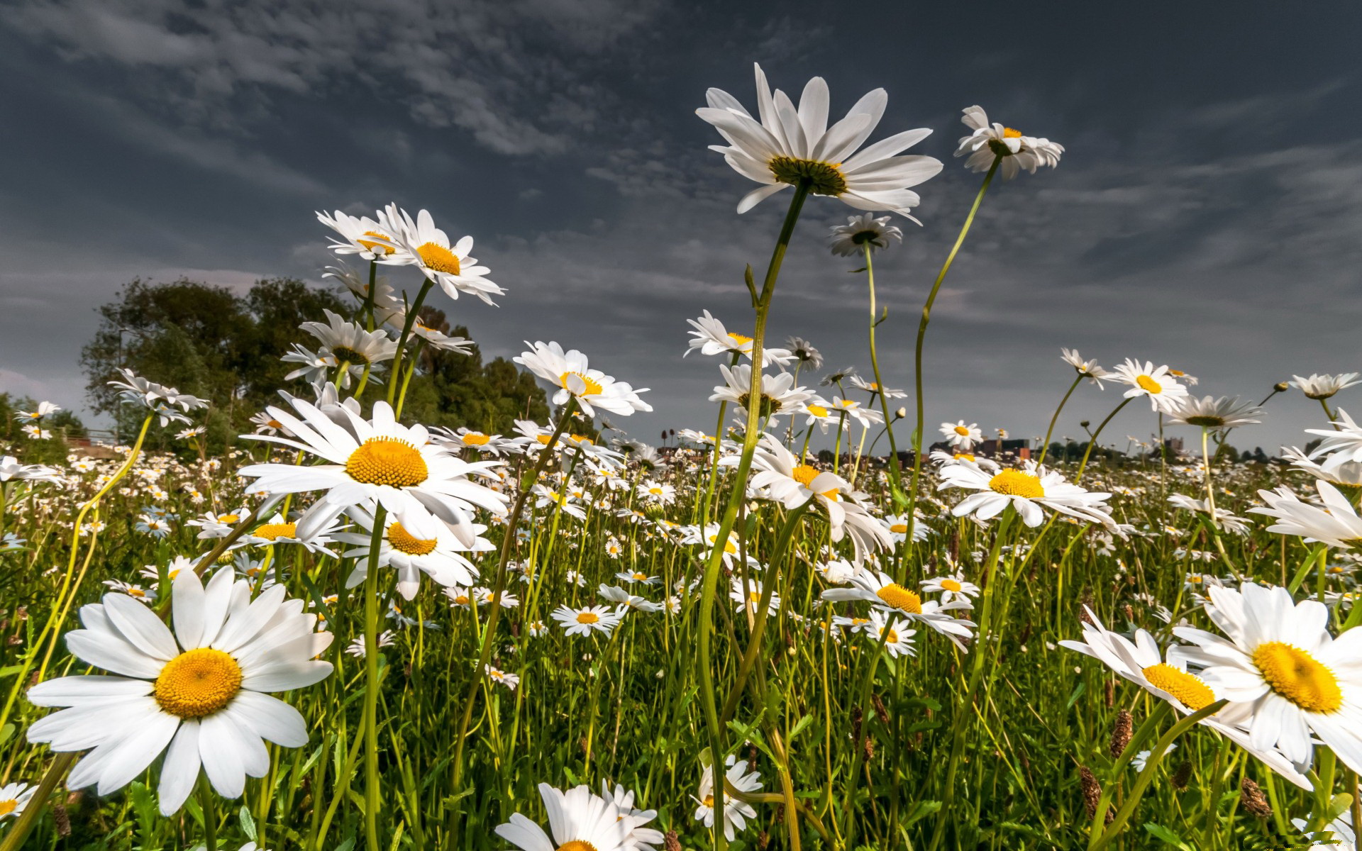 Download mobile wallpaper Daisy, Flowers, Earth for free.