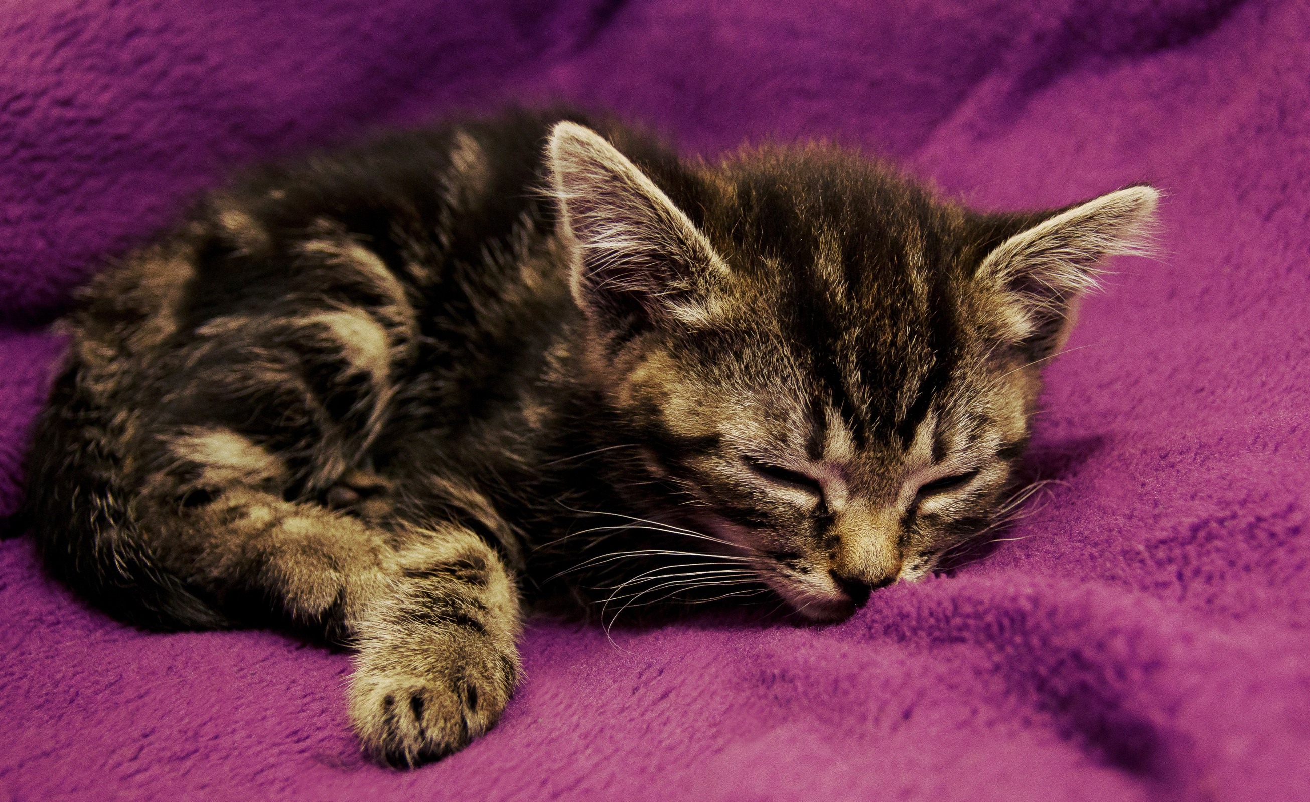 Baixe gratuitamente a imagem Gato, Gatos, Animais na área de trabalho do seu PC