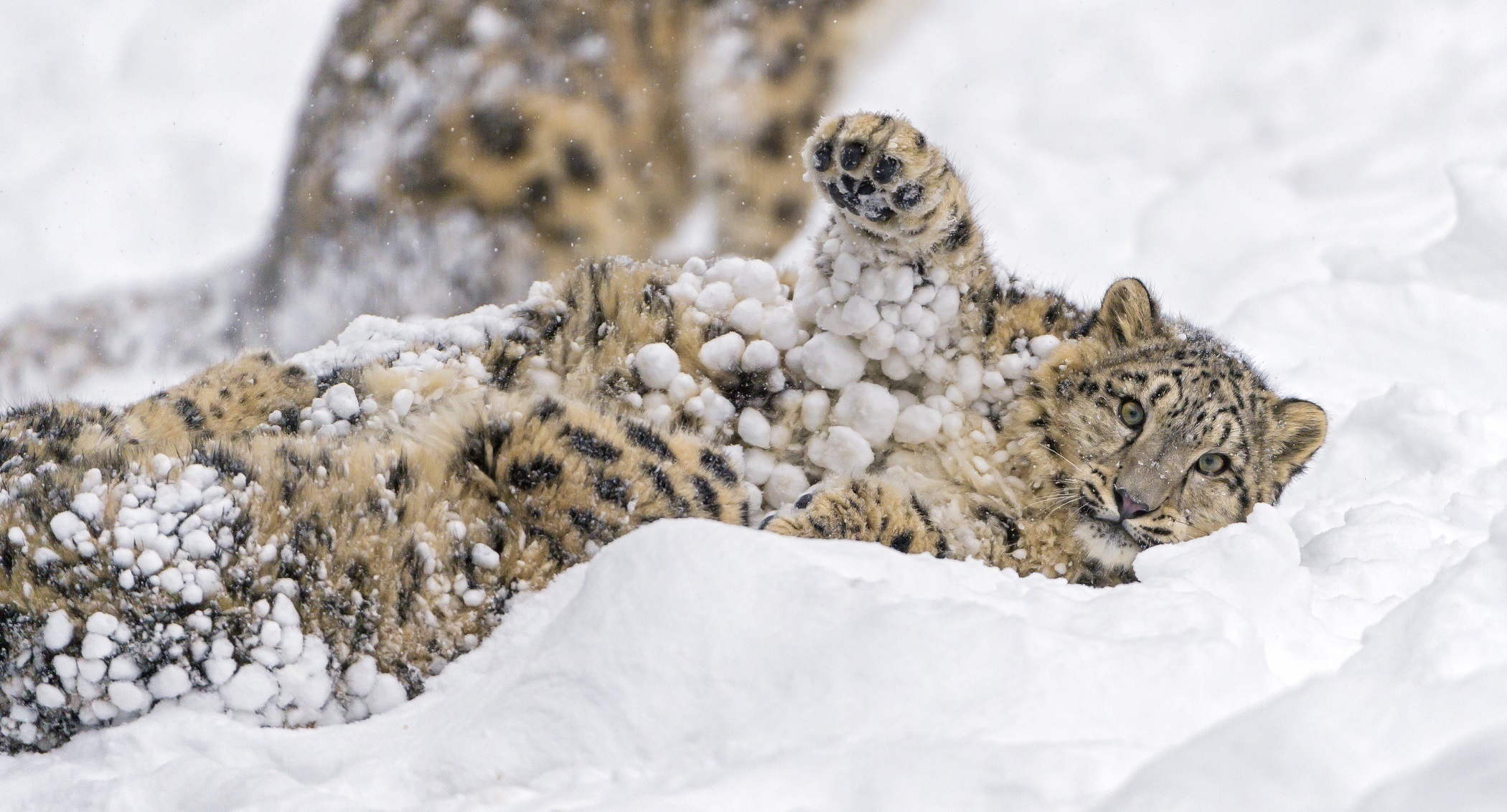Free download wallpaper Winter, Cats, Snow Leopard, Snow, Animal on your PC desktop