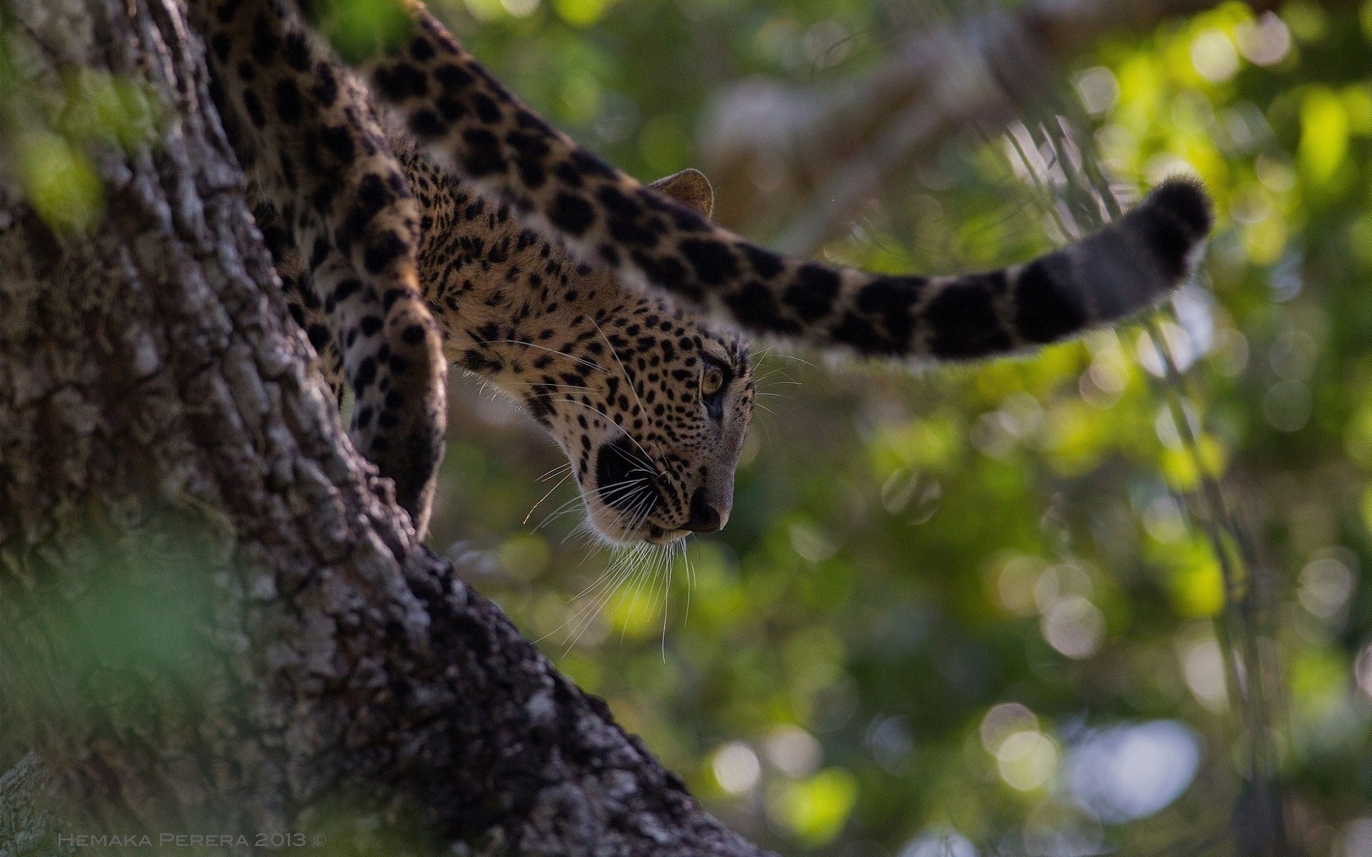 Descarga gratuita de fondo de pantalla para móvil de Jaguar, Gatos, Animales.