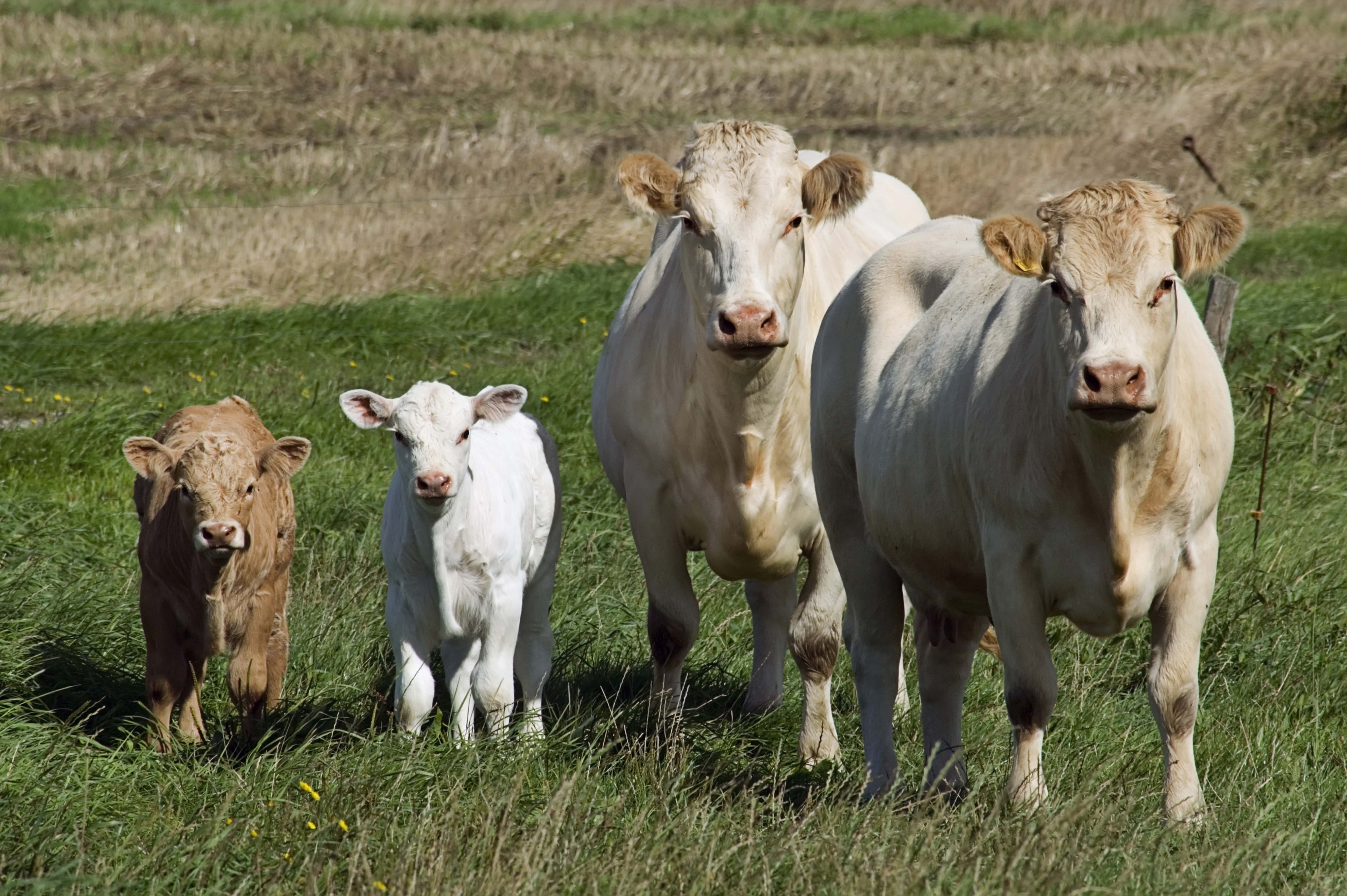 68101 скачать обои коровы, телята, животные, трава, прогулка - заставки и картинки бесплатно