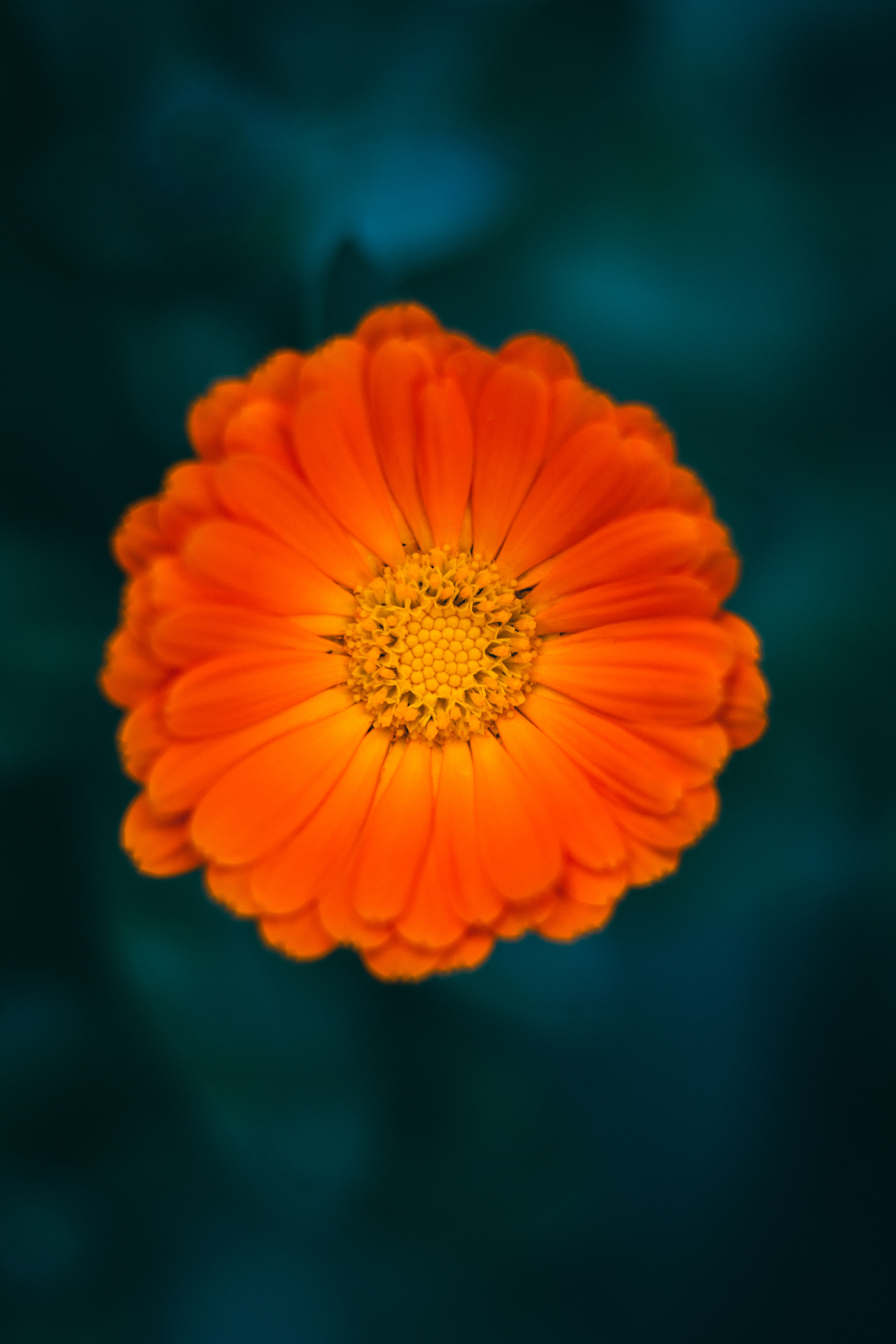 Téléchargez gratuitement l'image Calendula, Fleur, Macro, Pétales, Fleurs sur le bureau de votre PC