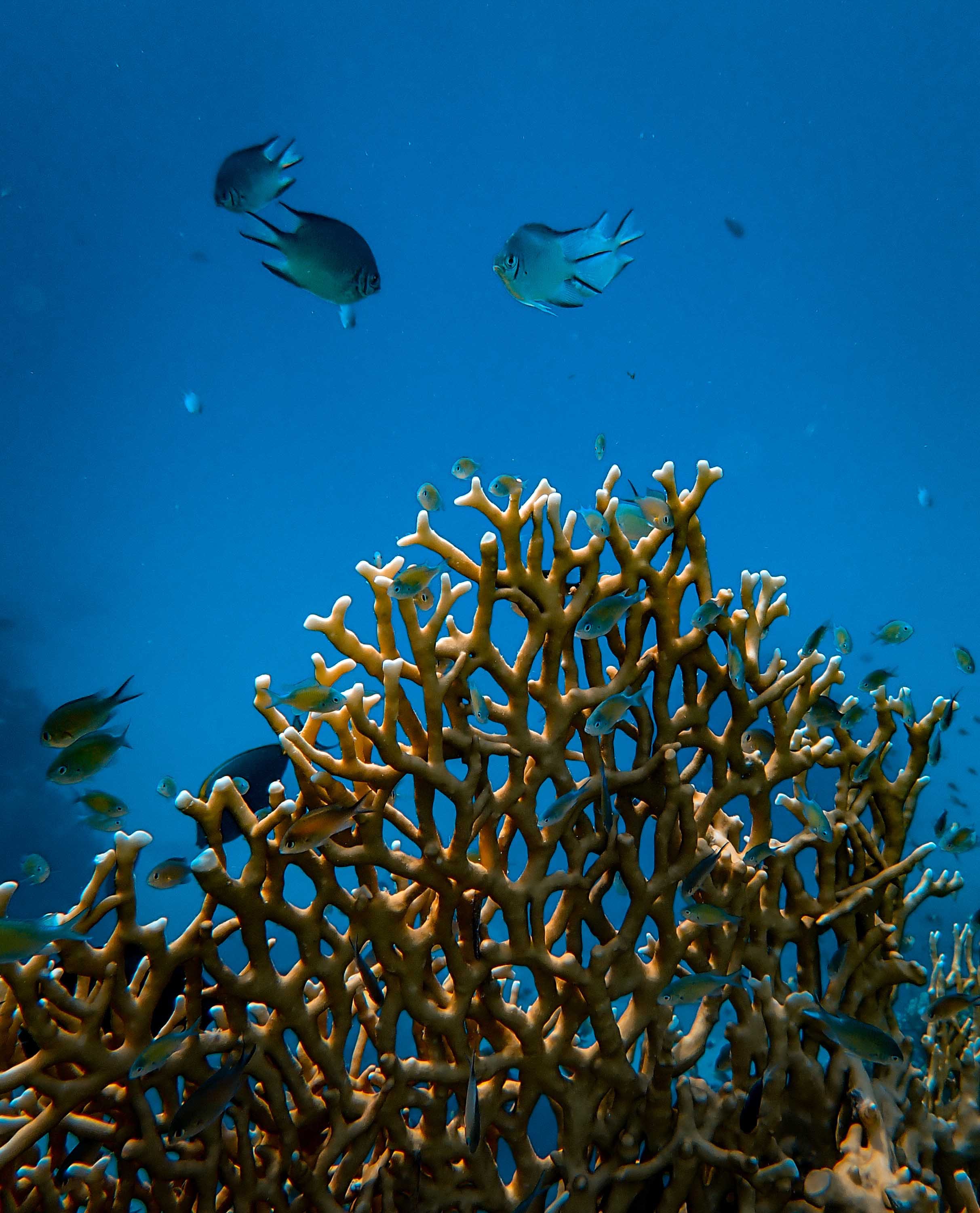 coral, animals, water, fishes, underwater world HD for desktop 1080p