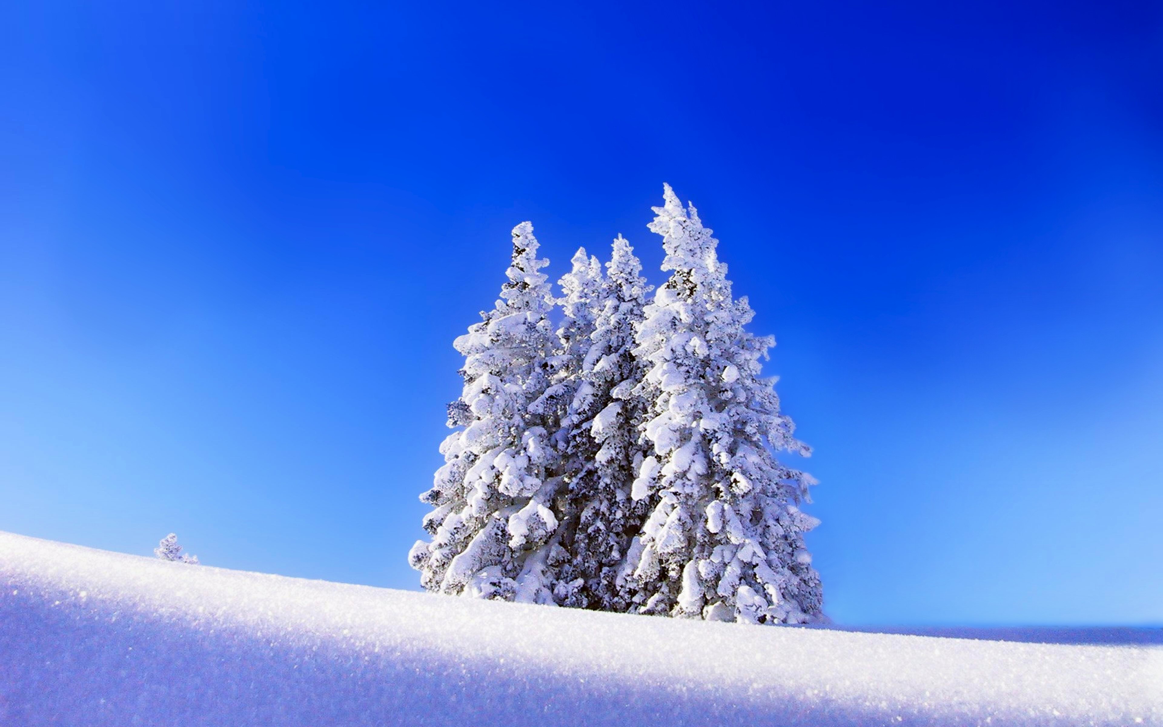 無料モバイル壁紙冬, 木, 雪, 青い, 地球をダウンロードします。
