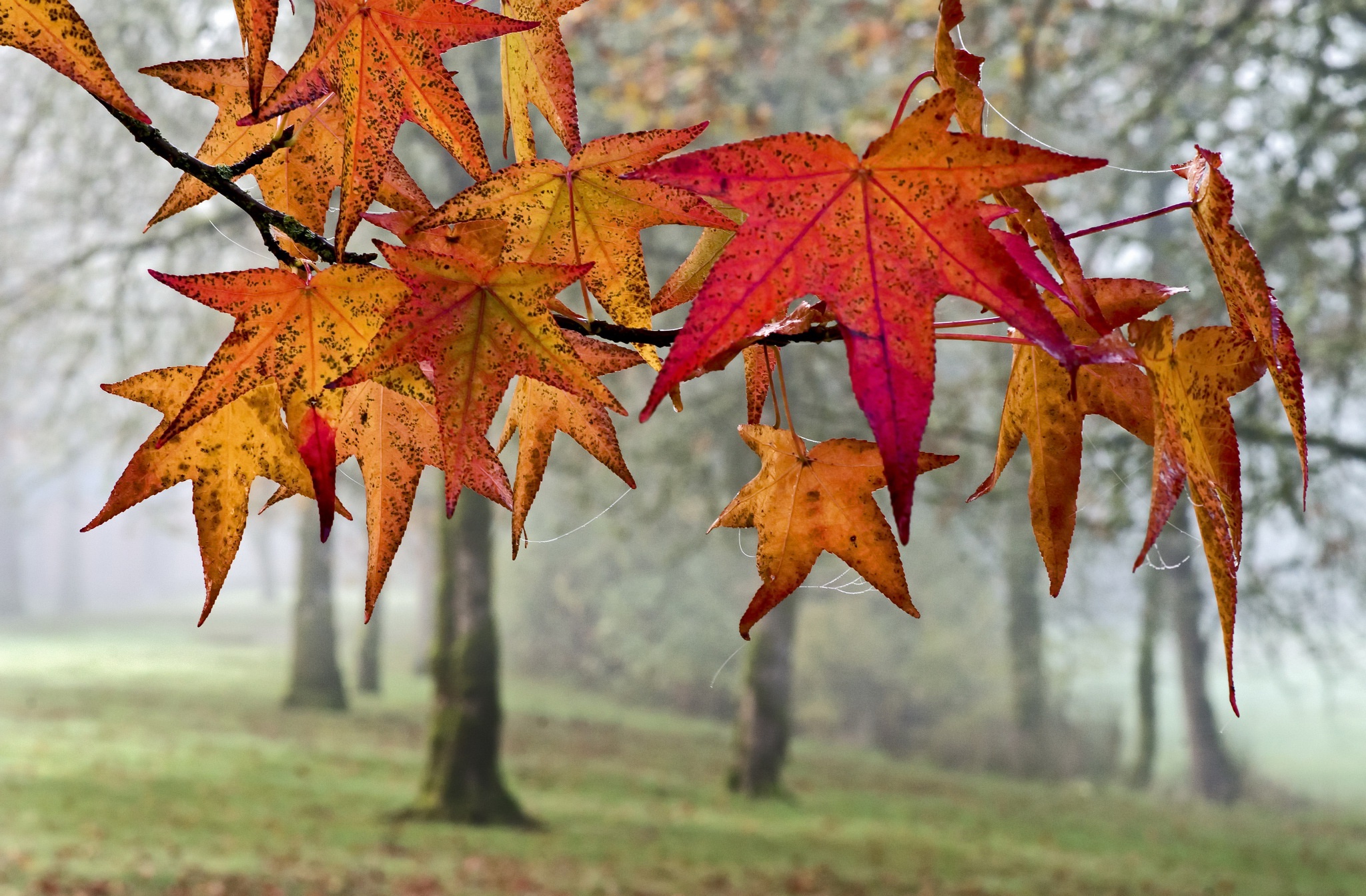 Скачать картинку Природа, Осень, Лист, Ветка, Земля/природа, Глубина Резкости в телефон бесплатно.
