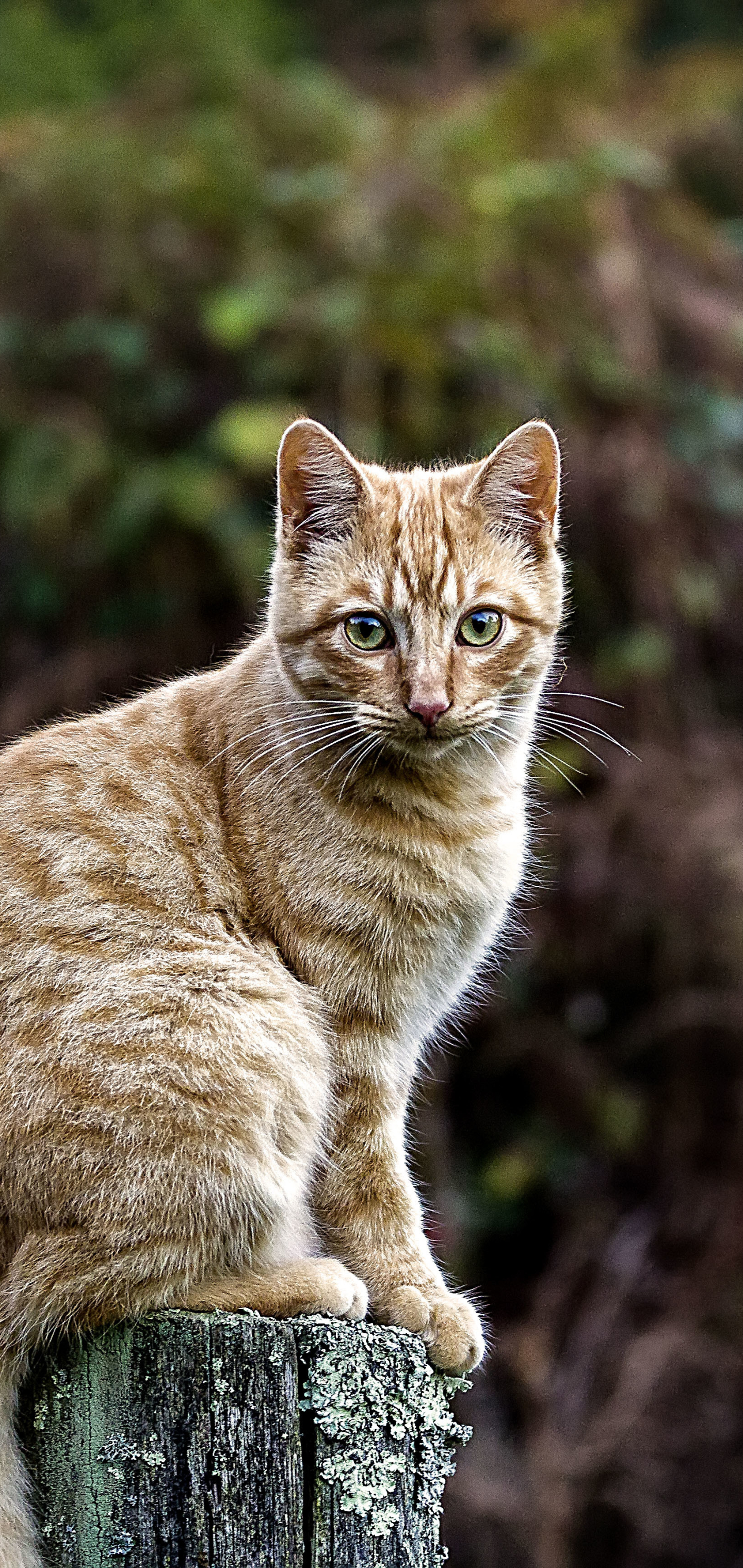 Free download wallpaper Cats, Cat, Animal, Stare, Depth Of Field on your PC desktop