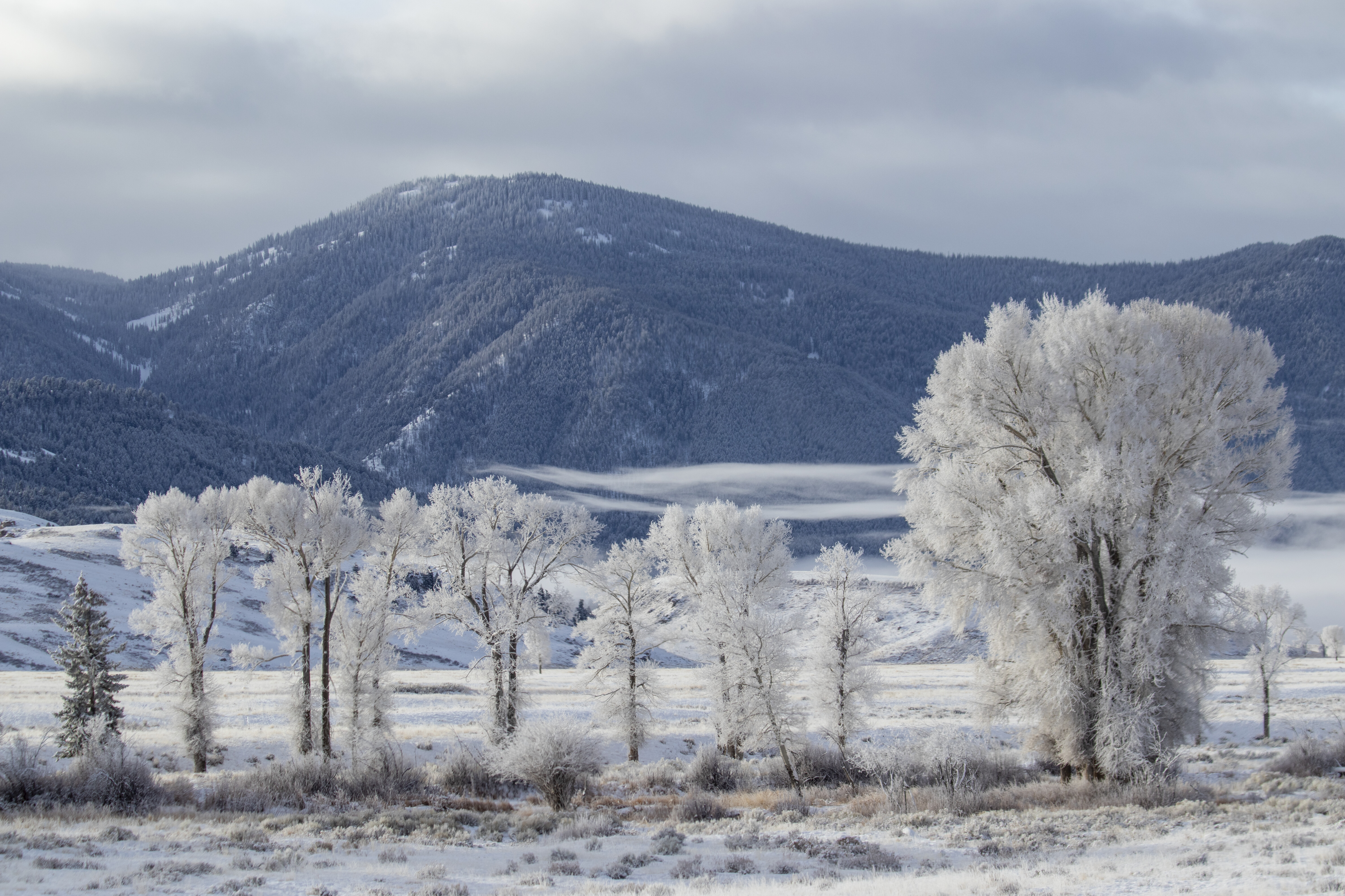 無料モバイル壁紙自然, 木, 雪, 山, 冬, 風景をダウンロードします。