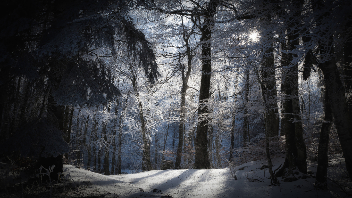 Download mobile wallpaper Winter, Forest, Tree, Earth, Sunlight for free.