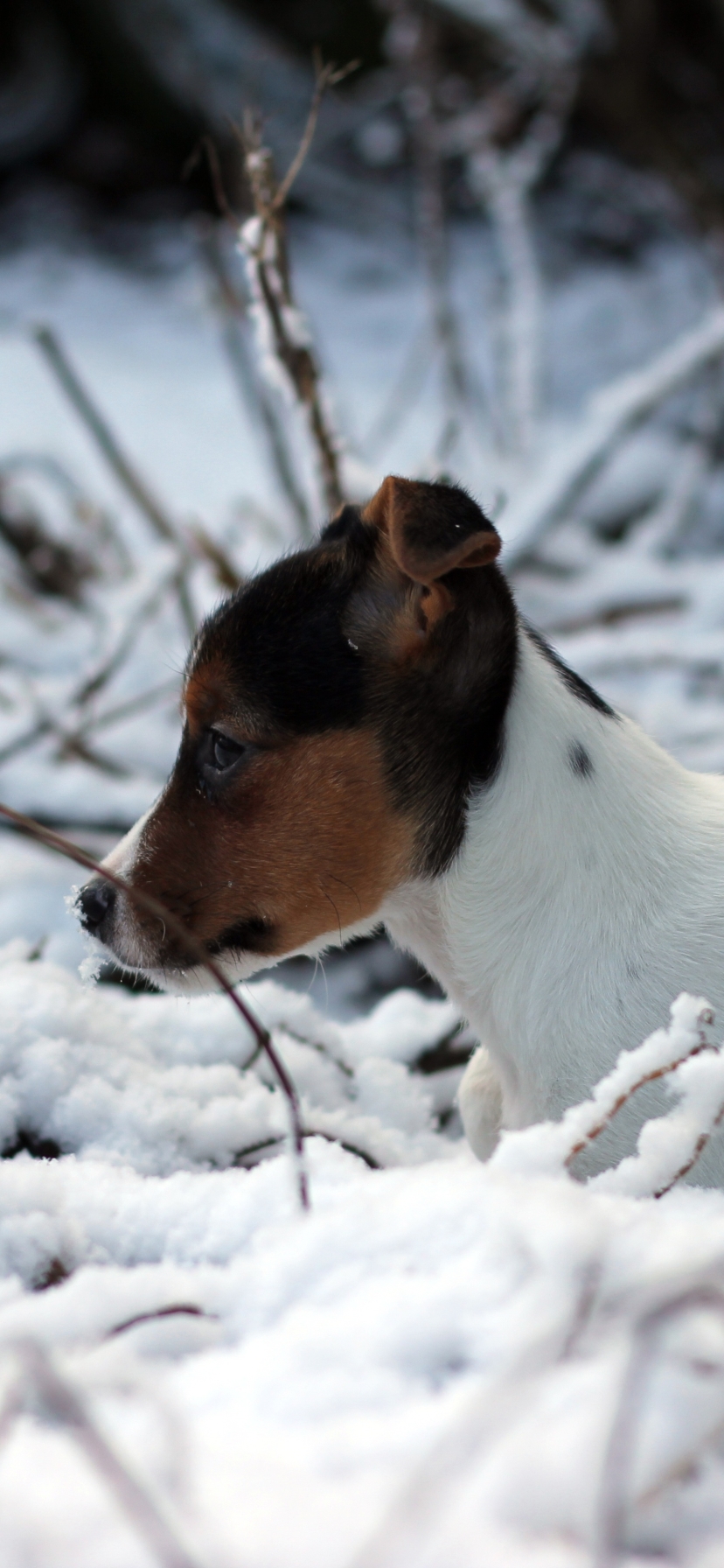 無料モバイル壁紙動物, 冬, 雪, 犬, 子犬, ビーグル, 赤ちゃん動物をダウンロードします。